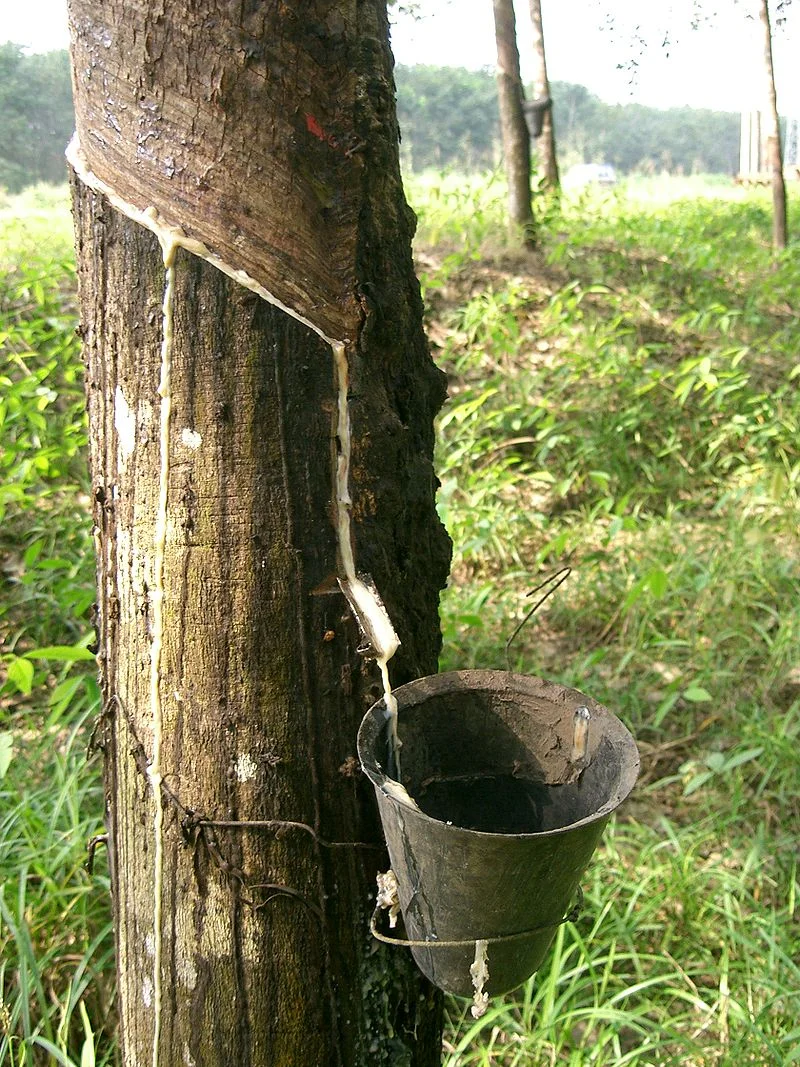 800px-Latex_-_Hevea_-_Cameroun.JPG