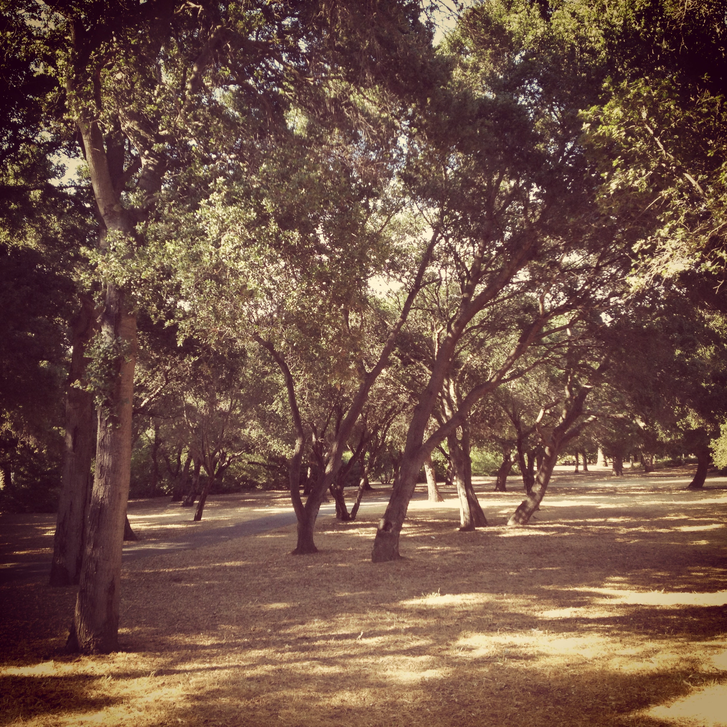 At around 60/88 days into our total stay, I realized that Lucile Packard Children's Hospital had some beautiful grounds to walk around.