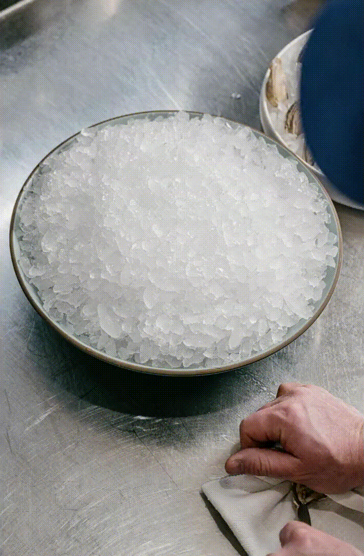 Charlie-Bird-May-2023-ANIMATIONS-OYSTERS.gif