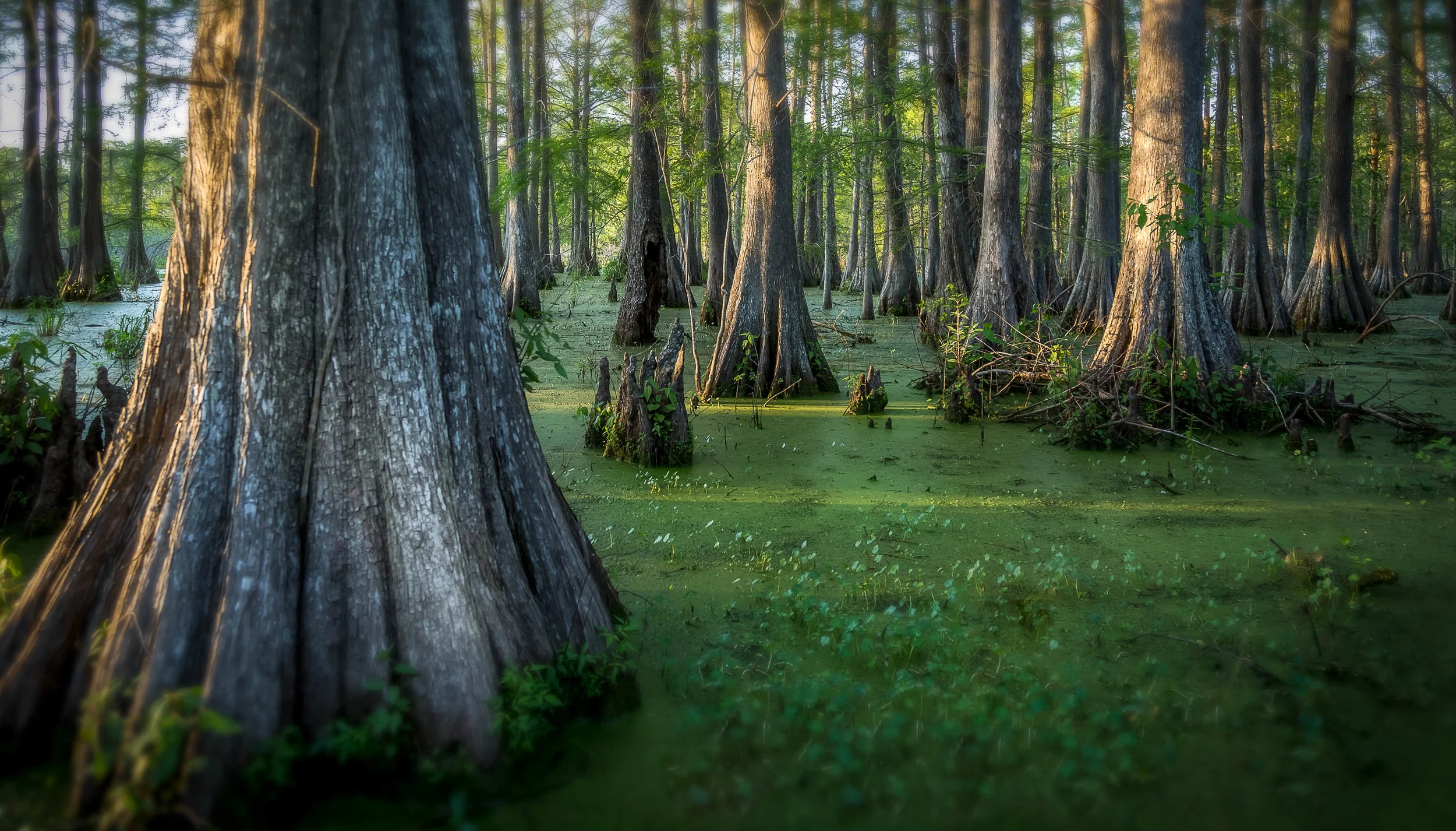 Swamp