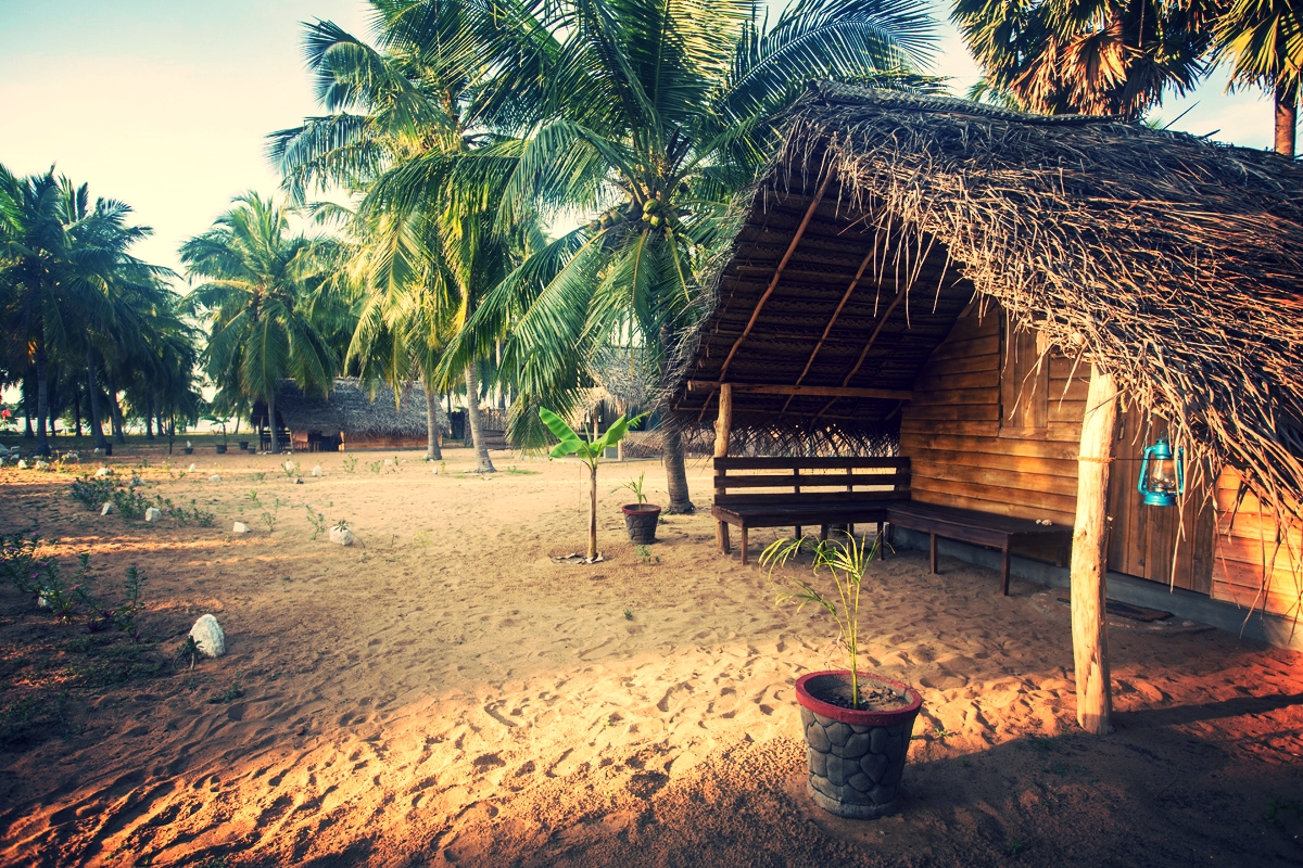 Ruuk Village coconut plantation