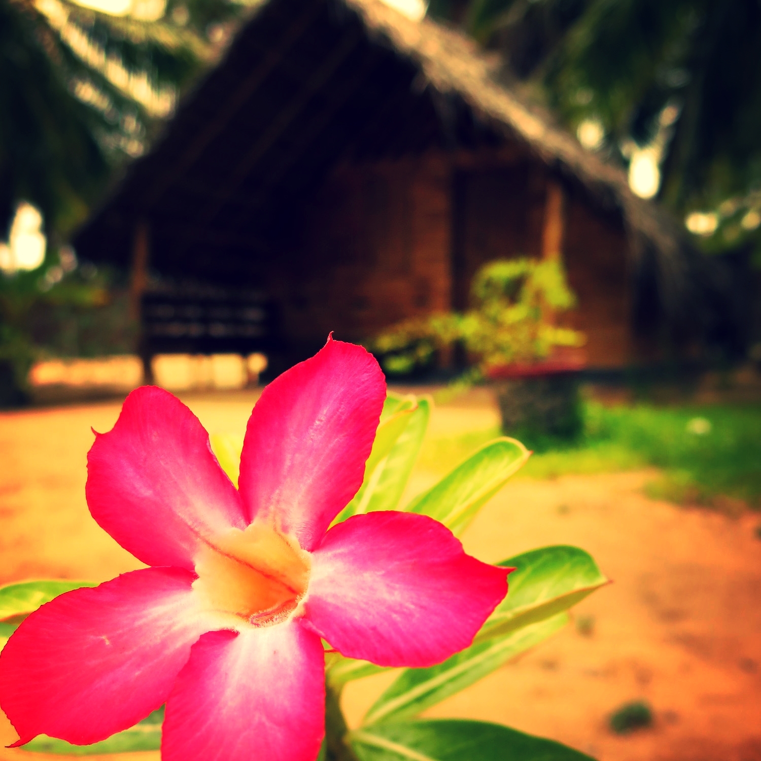 Clean and simple cabanas in kalpitiya