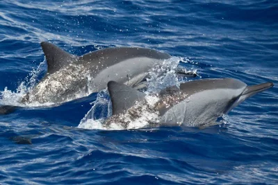 Dolphins in the waters off Kalpitiya, Sri Lanka