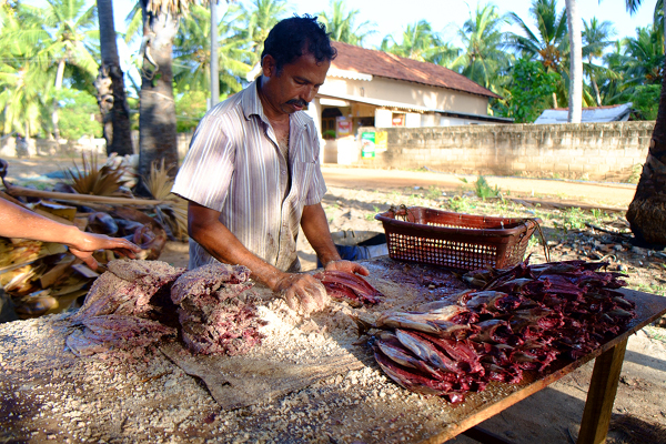  Visit Kalpitiya 