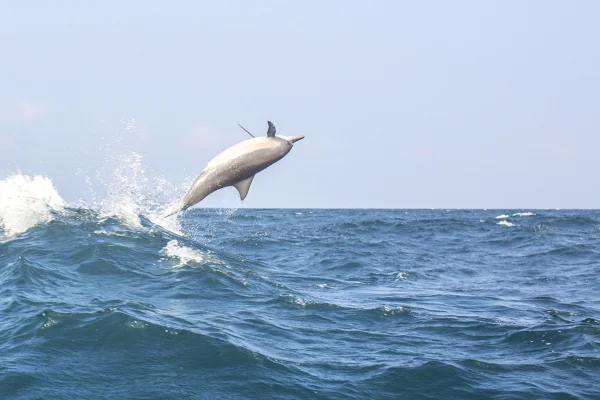 You can almost touch the dolphins...