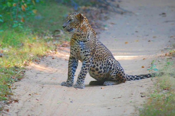 Only national park with a high density of leopards in Sri-Lanka