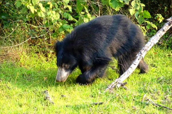 Coati, belongs to the family of bears...