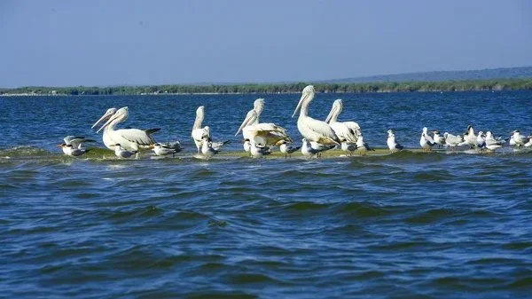 Discover Birds in kalpitiya