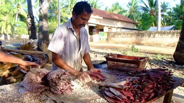 Dry fish production in Kalpitiya, Sri Lanka