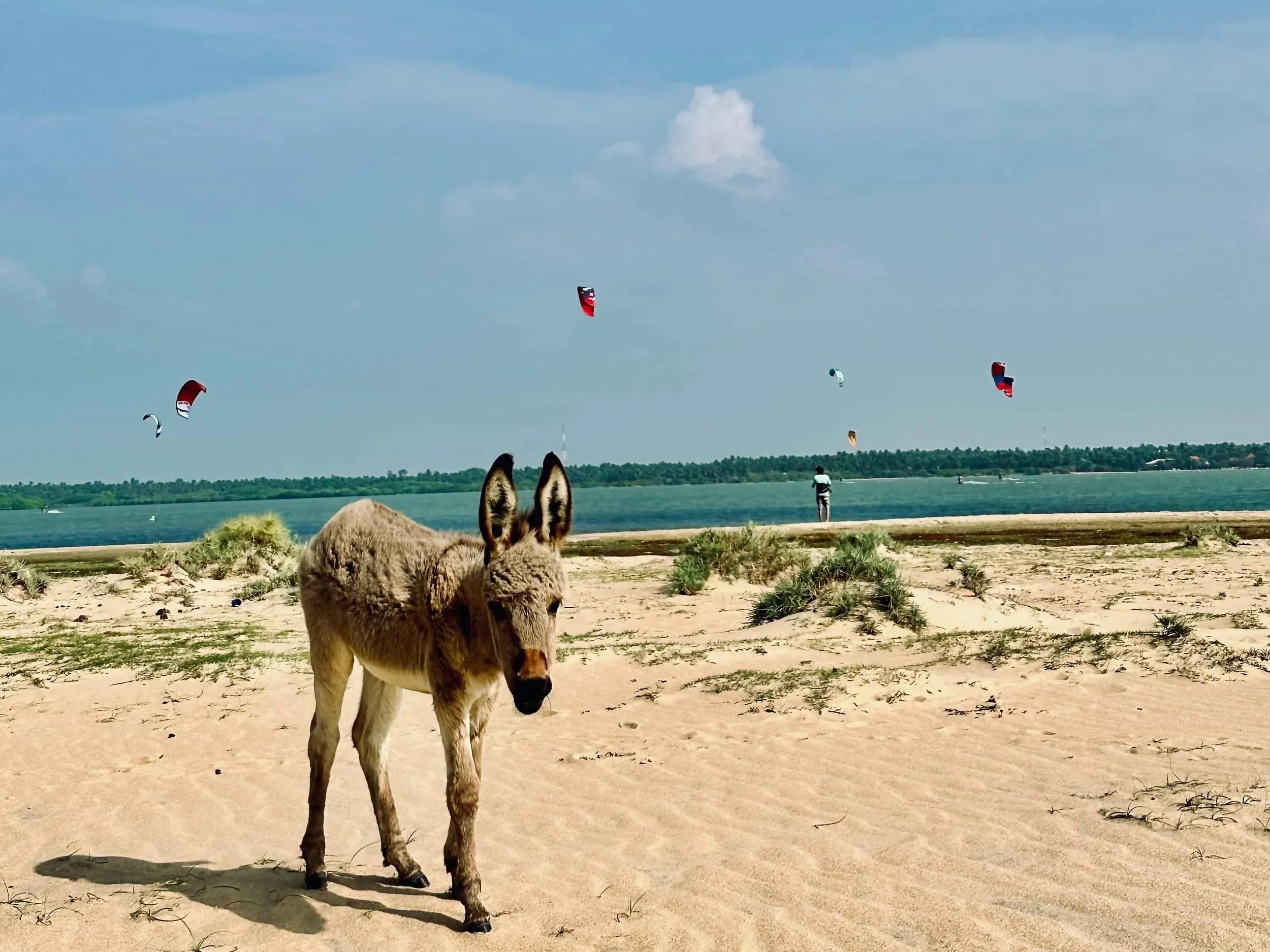 wild-donkey-at-the-kiting-beach-in-sri-lanka.jpg
