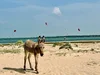 Wild donkey on the kite beach in Kalpitiya during the November season transition