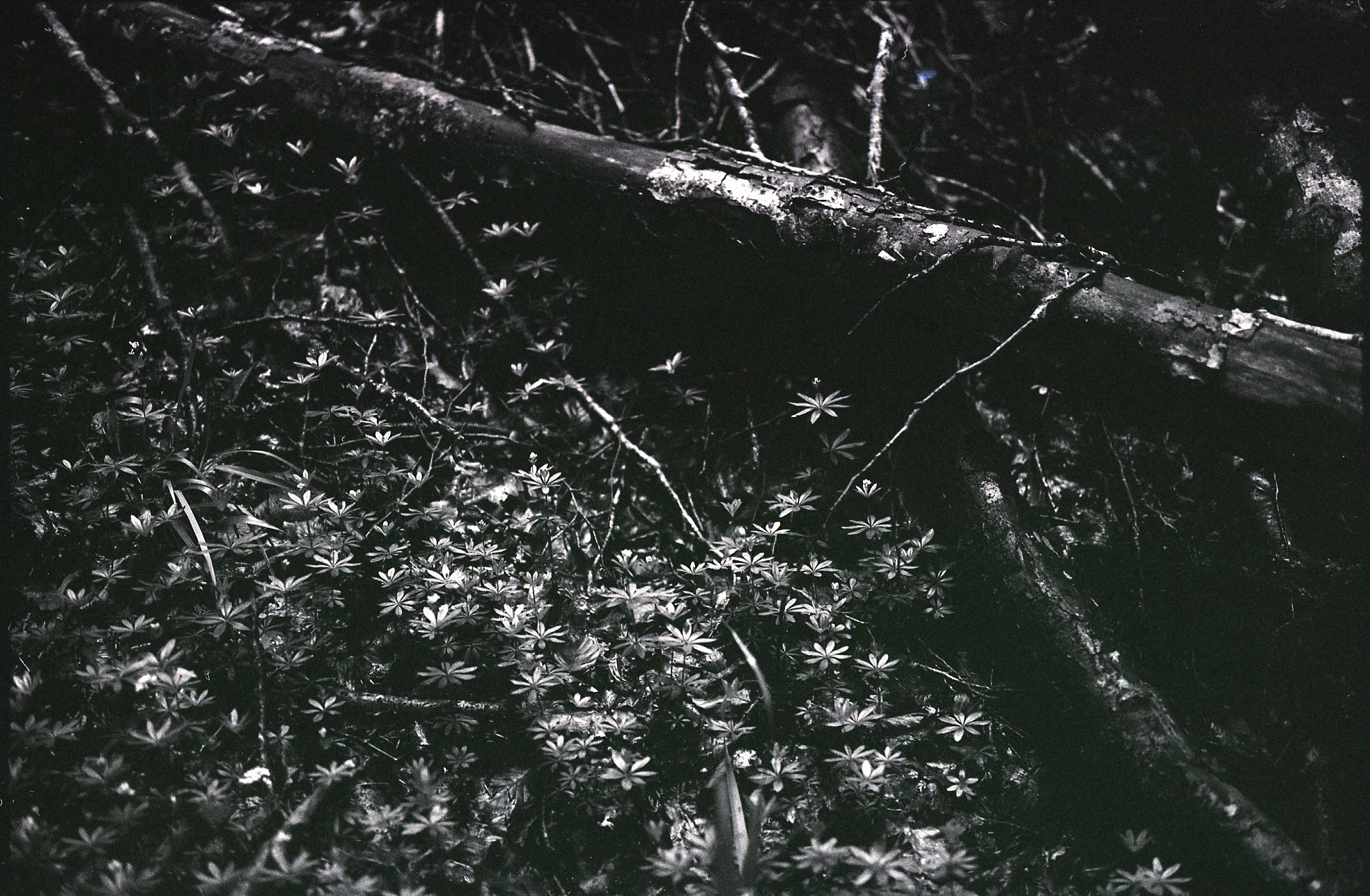 Umbra Means Shadow, Umbra Forest Floor, Italy