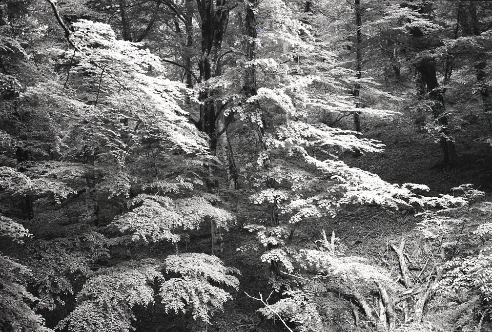 Umbra Forest, Abruzzi, Italy