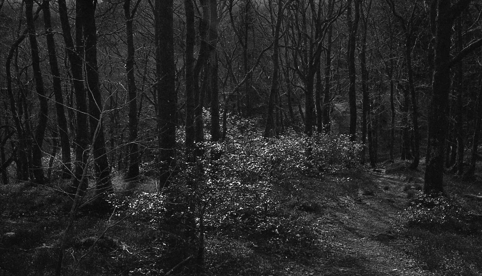 Doon Hill, Near the Fairy Tree, Scotland