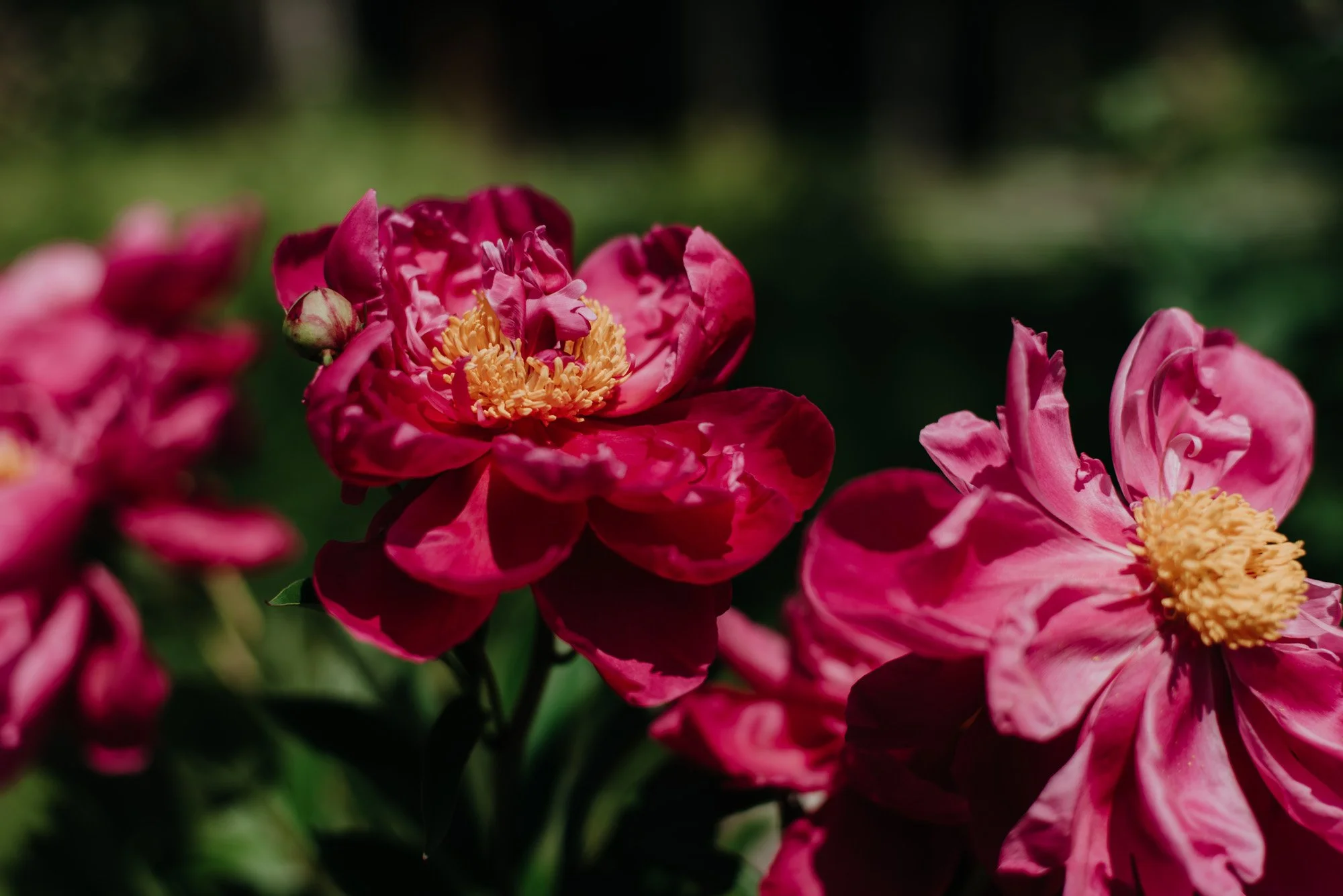 DSC_6919-Edit.jpg