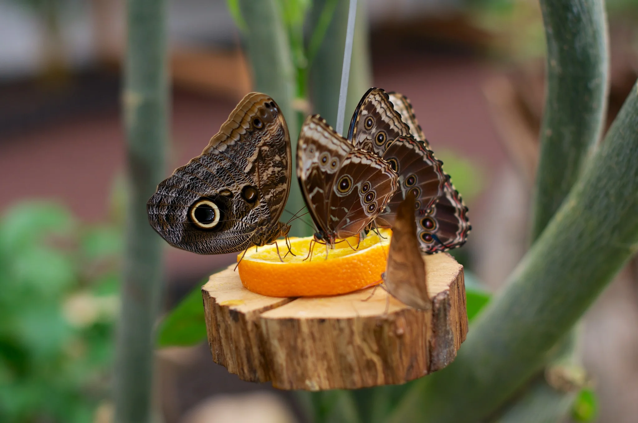 Familienfest bei einem Stück Orange