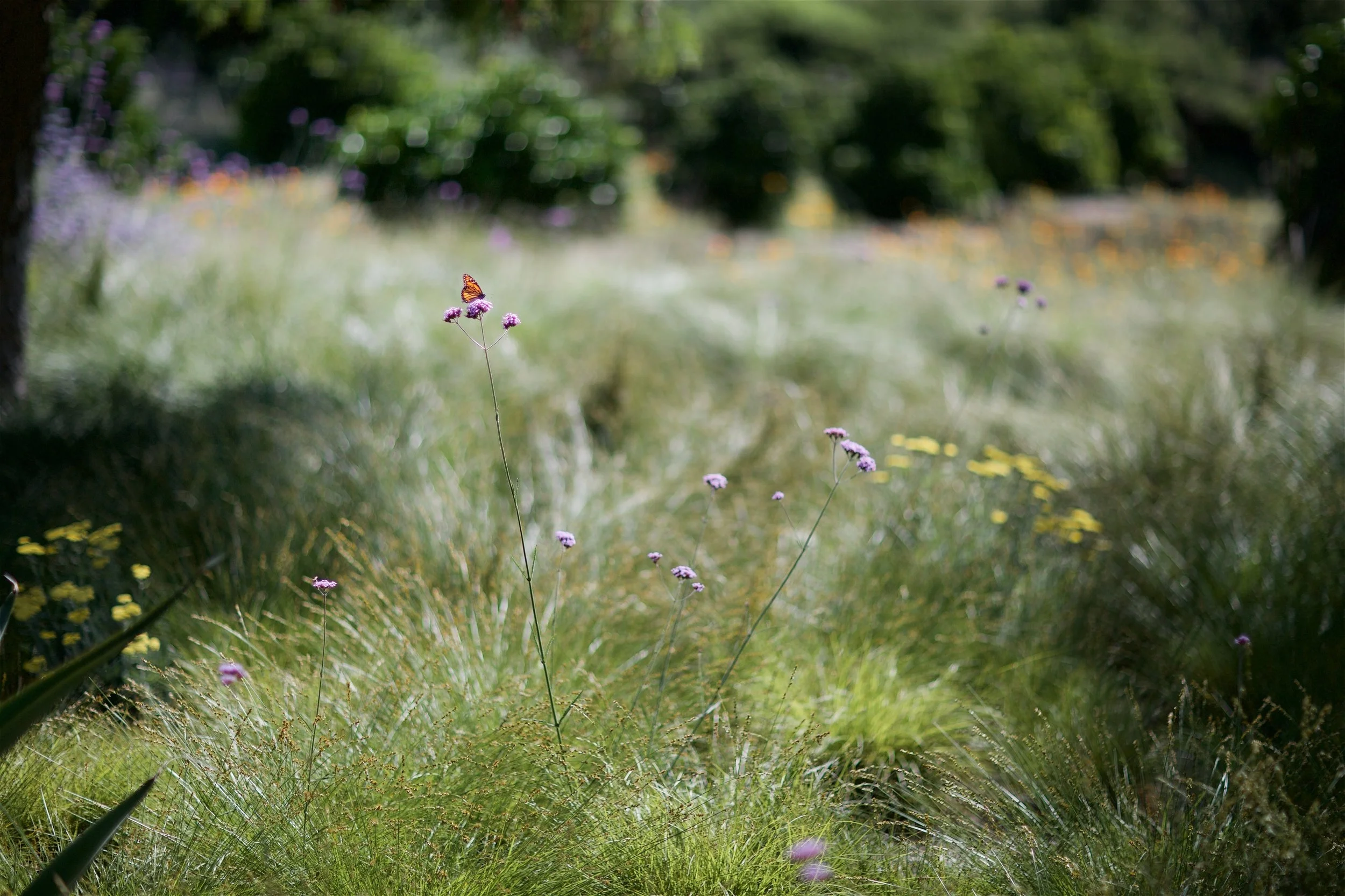 Huntington Butterfly 2.jpg
