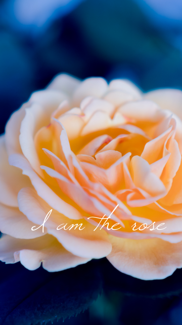 I am the rose. (phone)