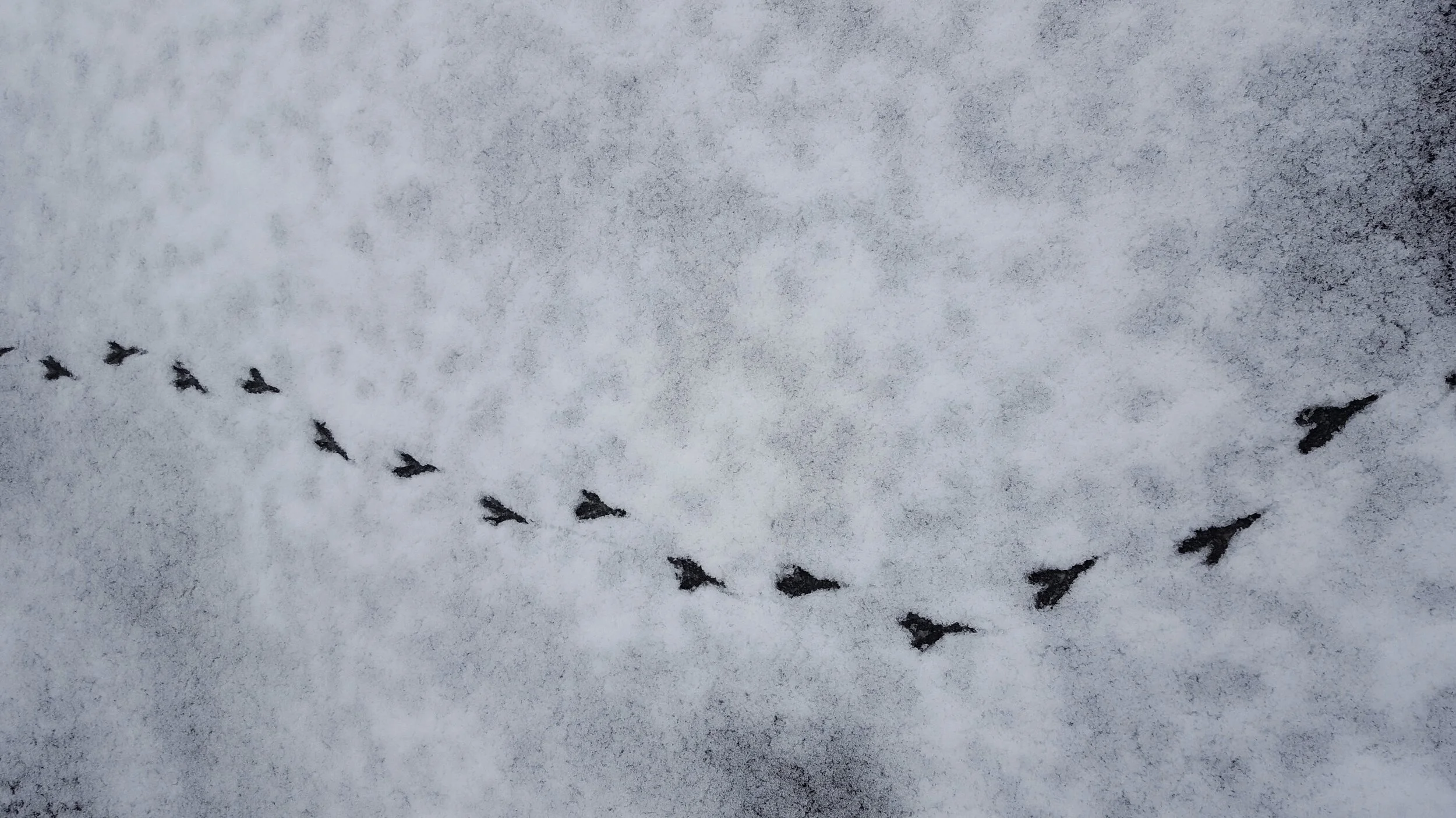 Parenting in Place Masterclass Winter Session