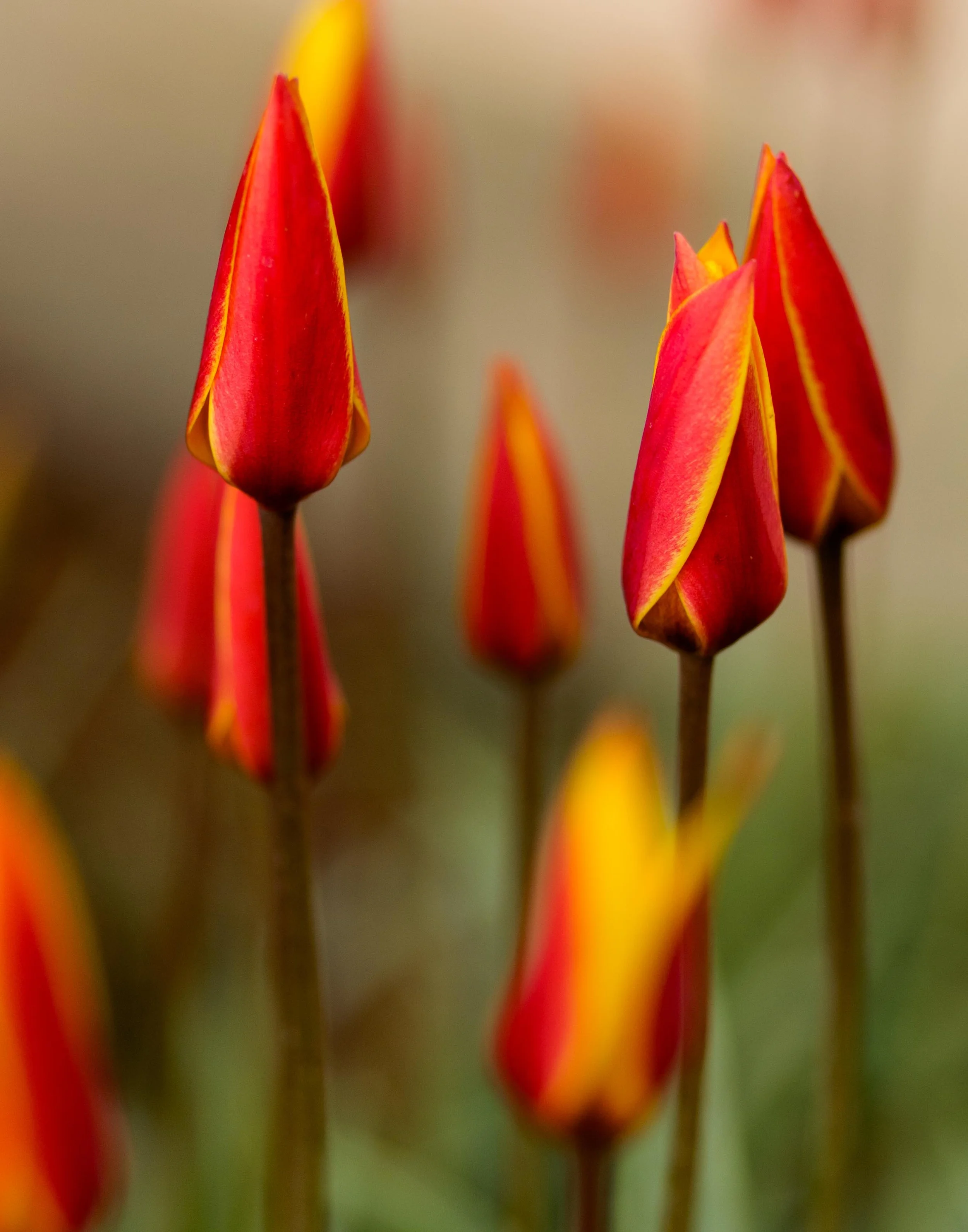 Buds