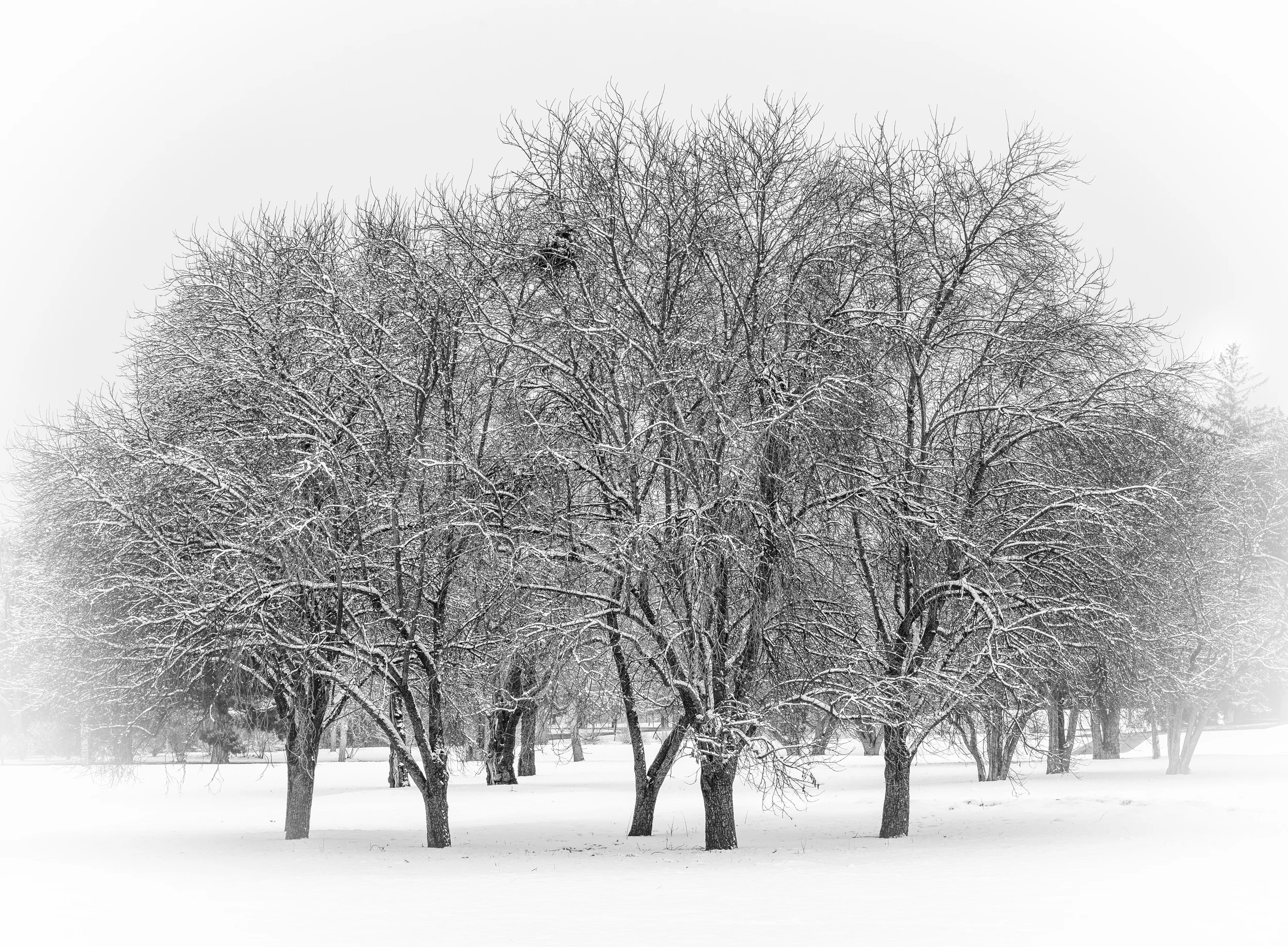 Colorado winter