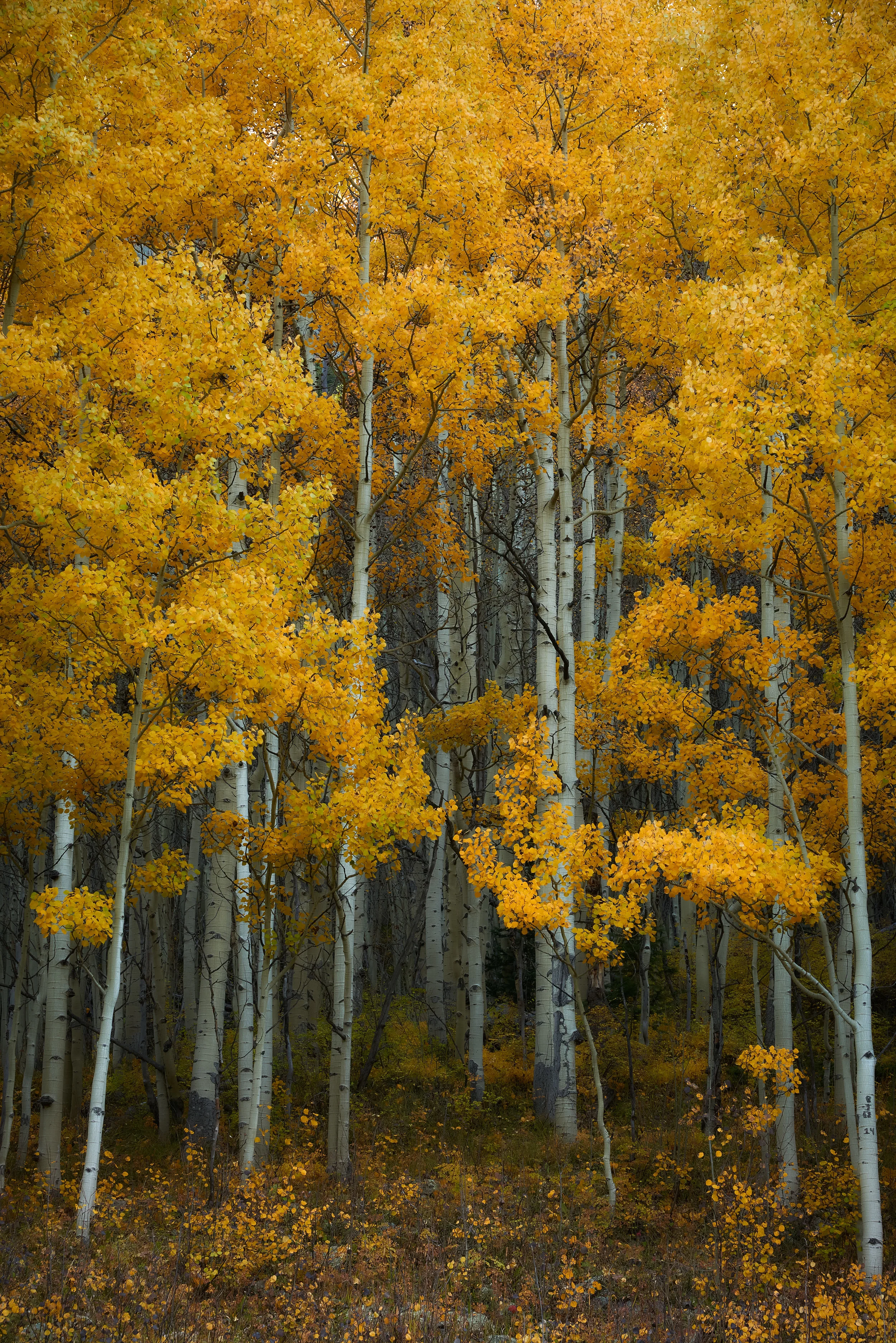 Colorado aspens
