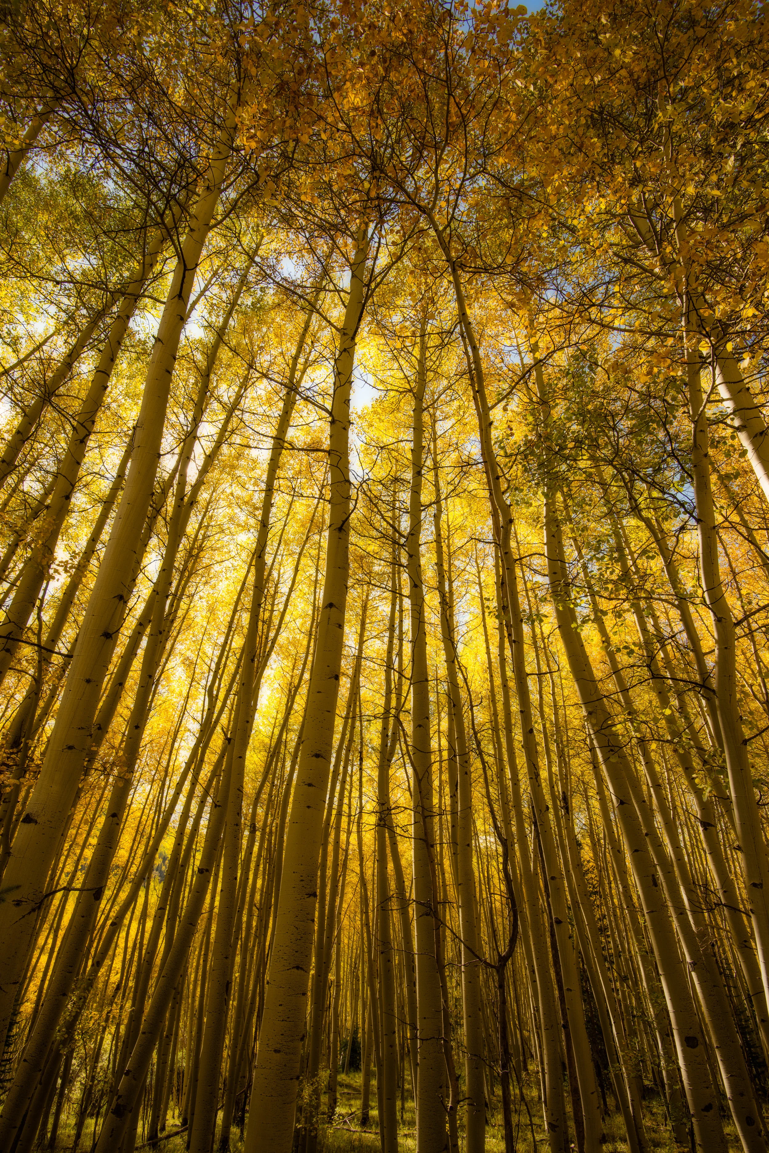 Aspen light