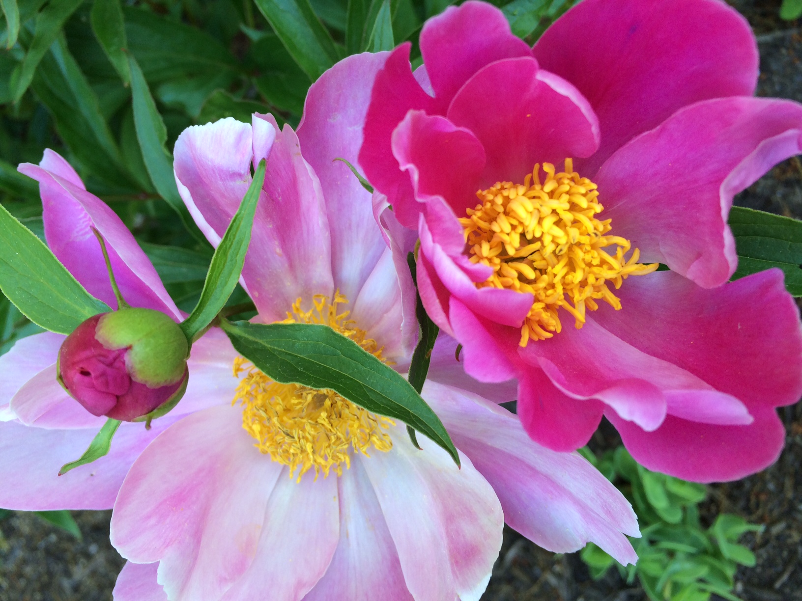 Simple_peonies.JPG