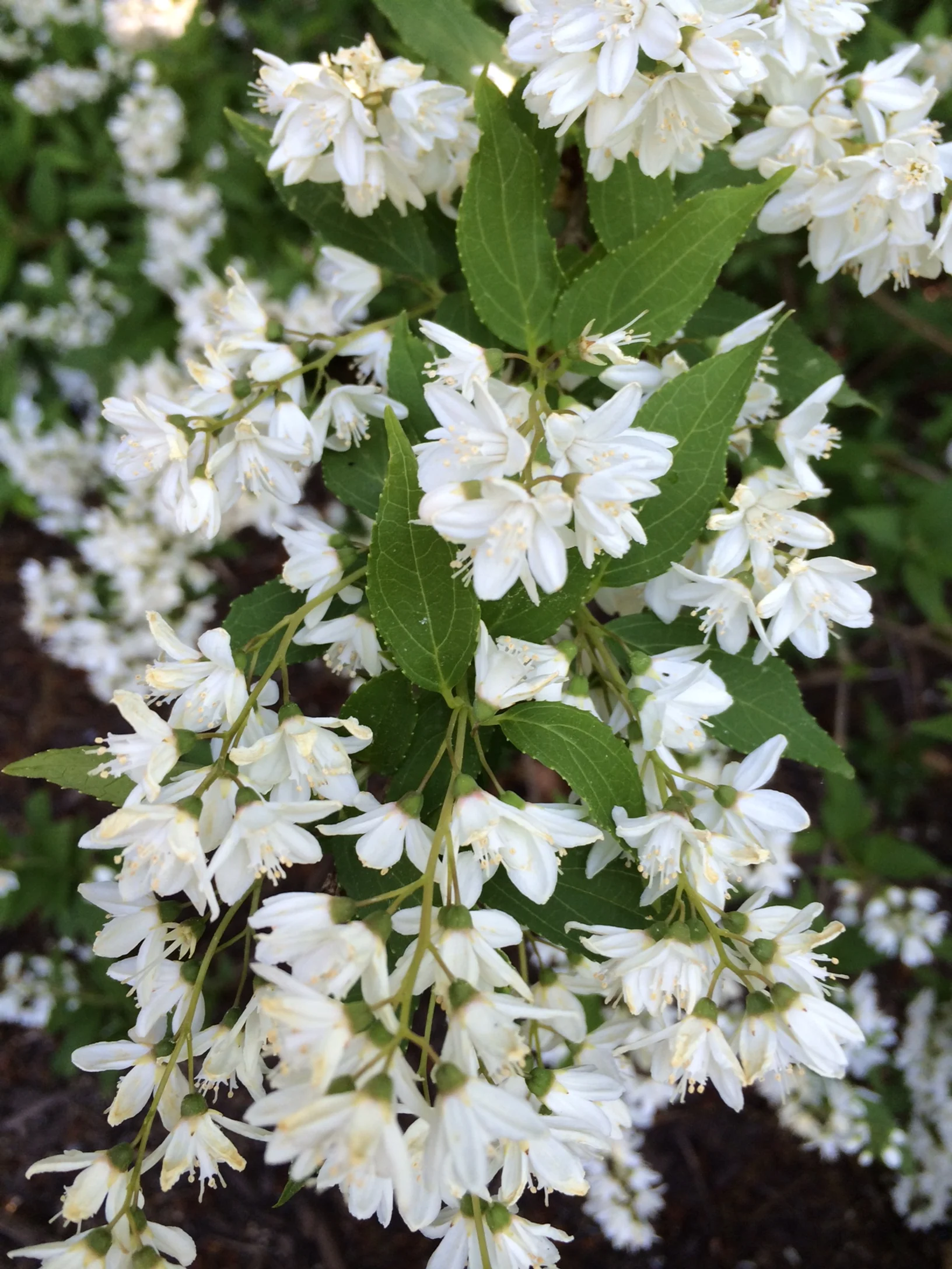 Slender_Deutzia.JPG