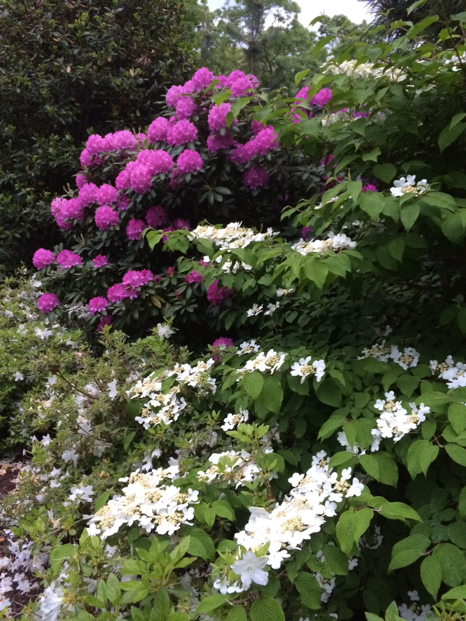 Rhodos_Viburnum.JPG