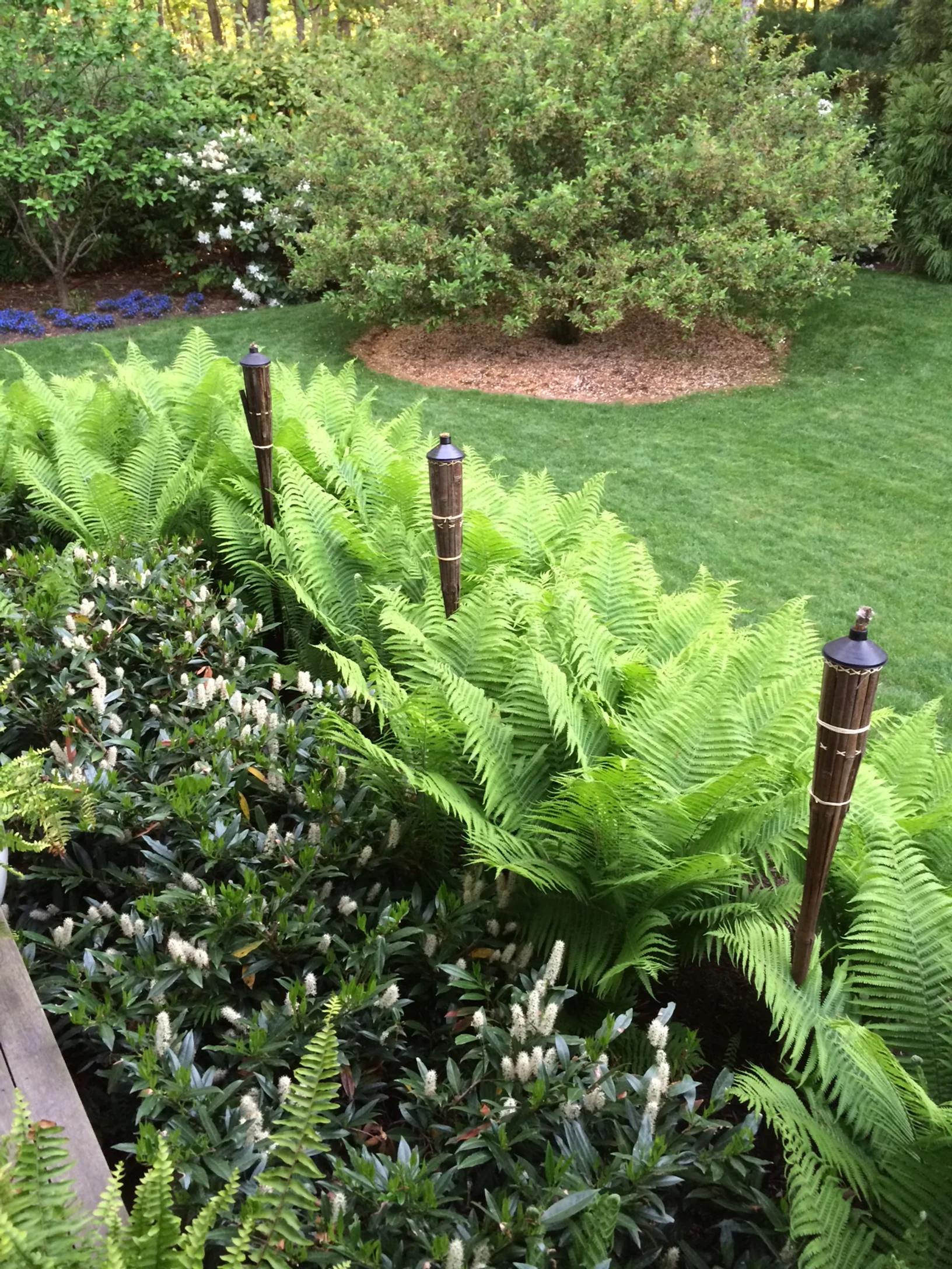 Ferns_Laurels_Tiki.JPG