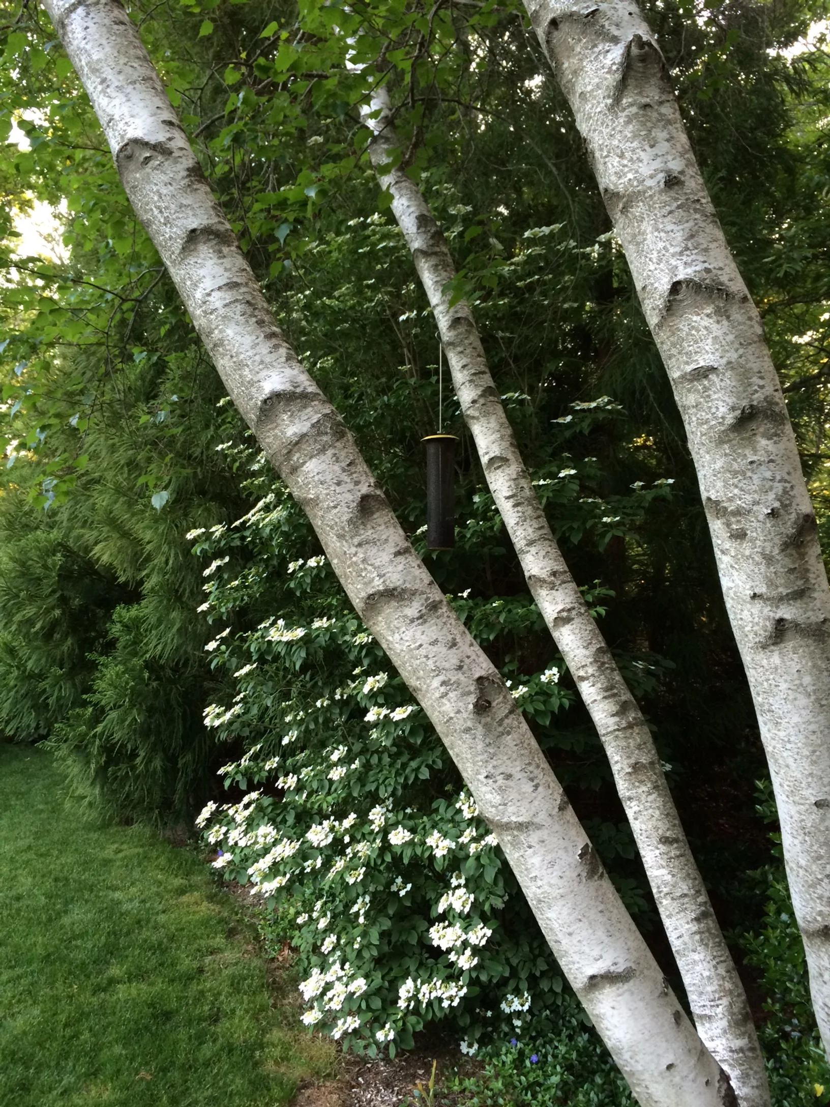 Viburnum_Birch_2.JPG