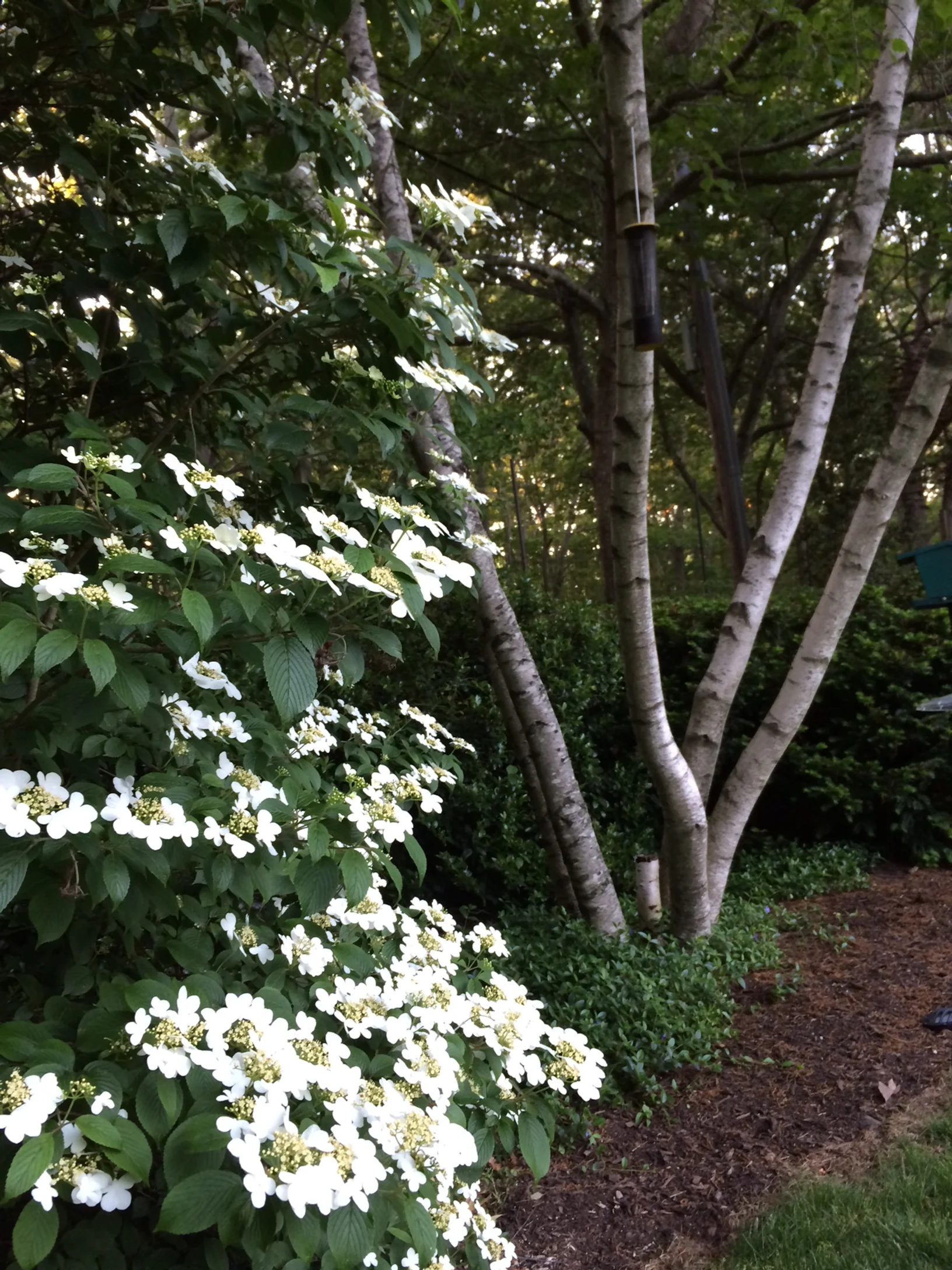 Viburnum_Birch.JPG