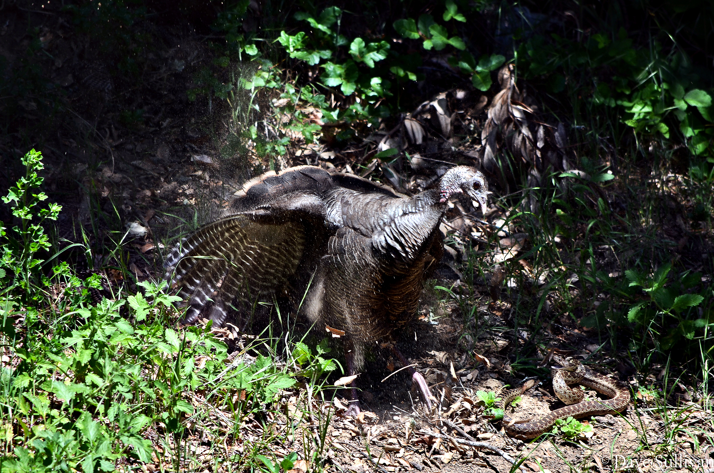 Pen defends agaist Gopher snake1.jpg