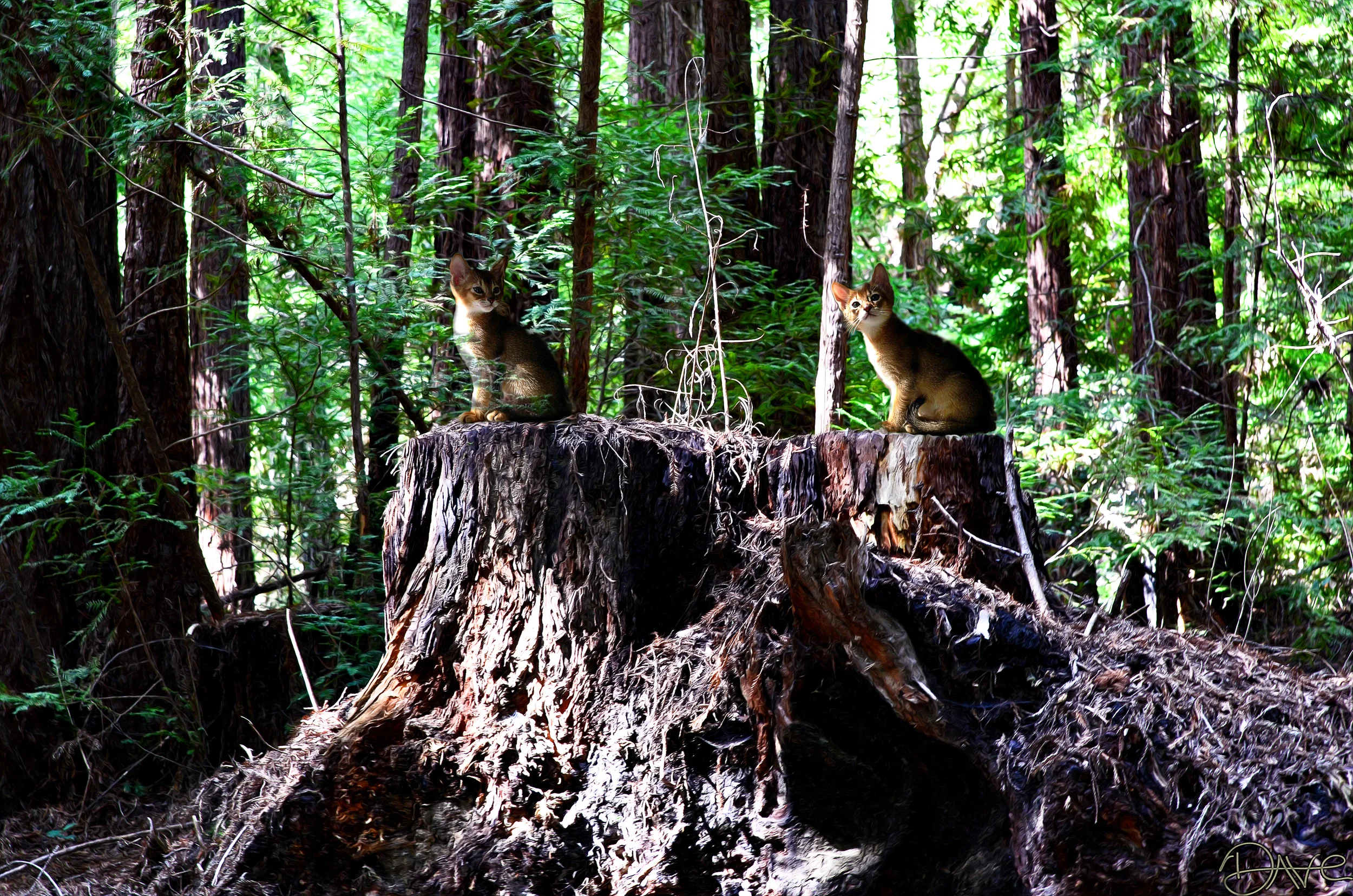 abbi babies on a stump.jpg