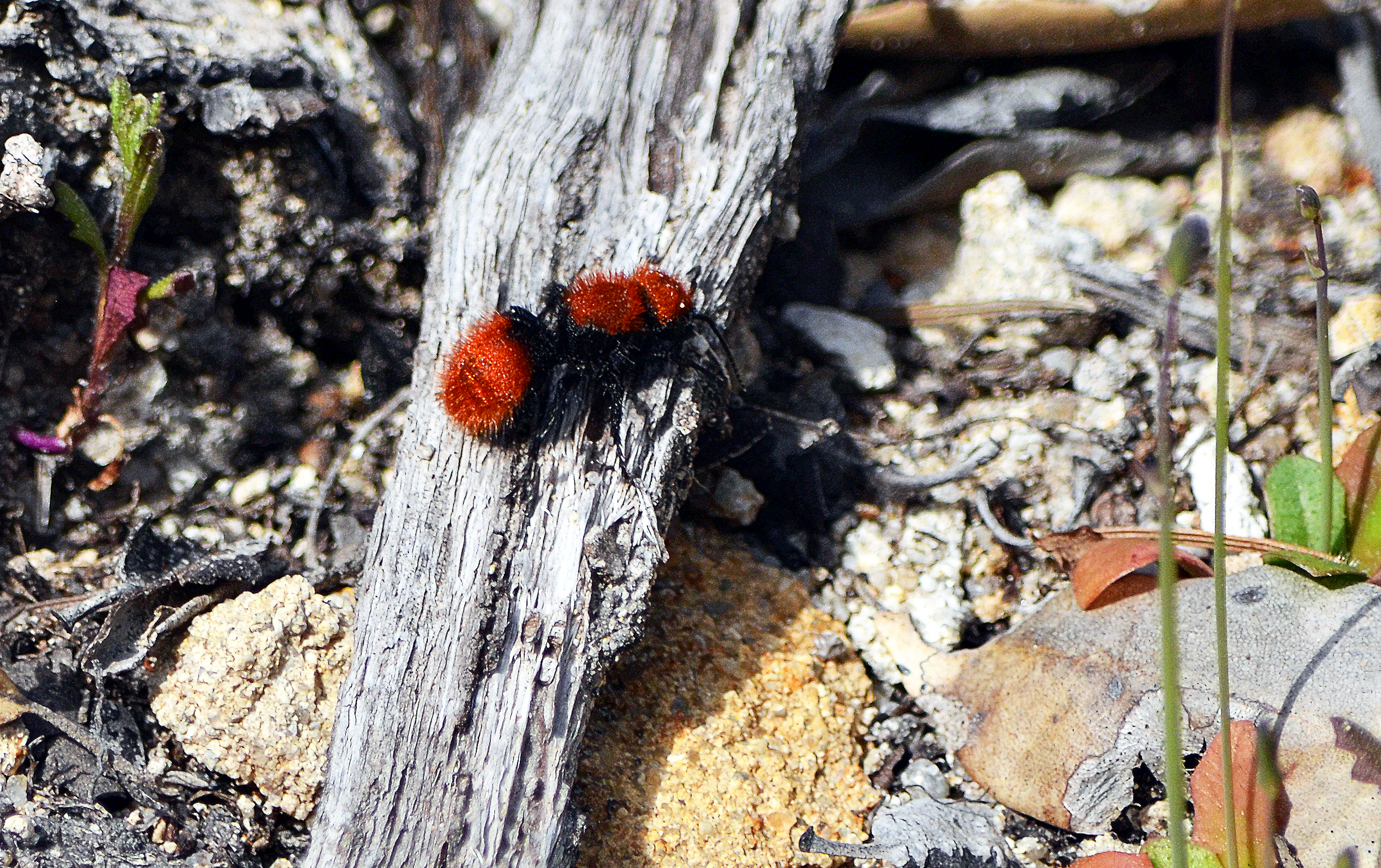 Dasymutilla - aka Cow Killer.jpg