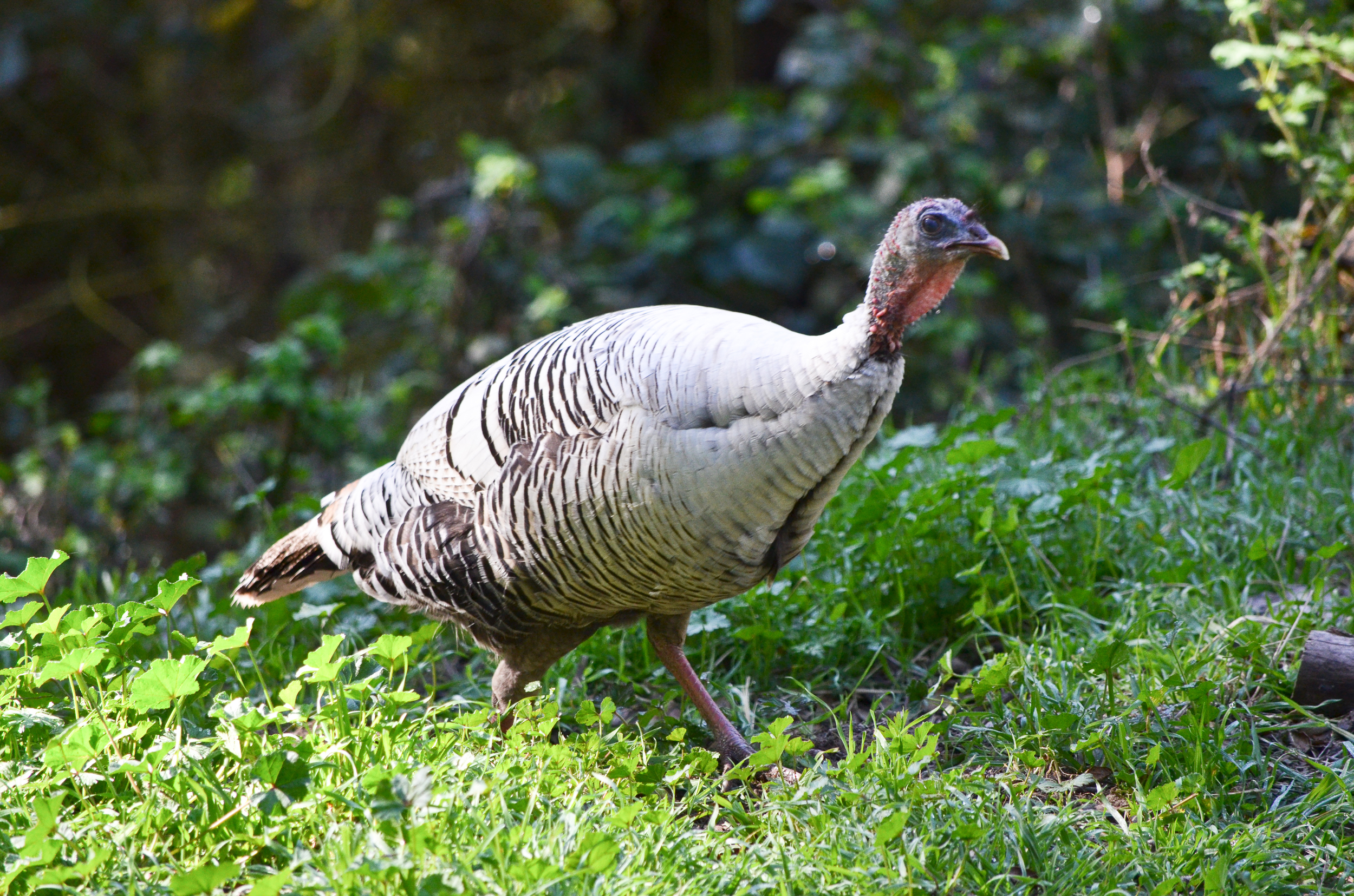 white turkeys 5.jpg