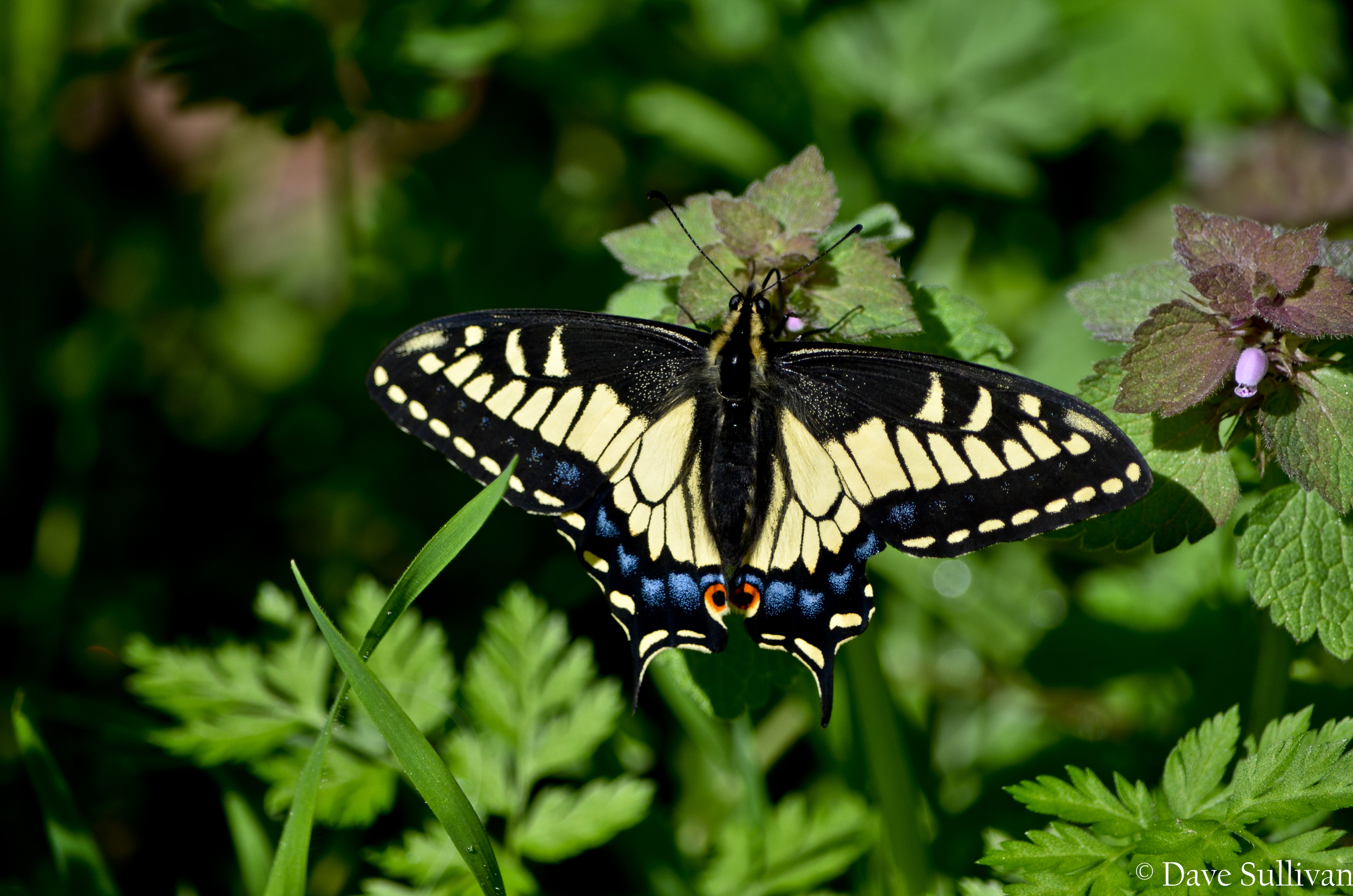 Butterfly - april-2012.jpg