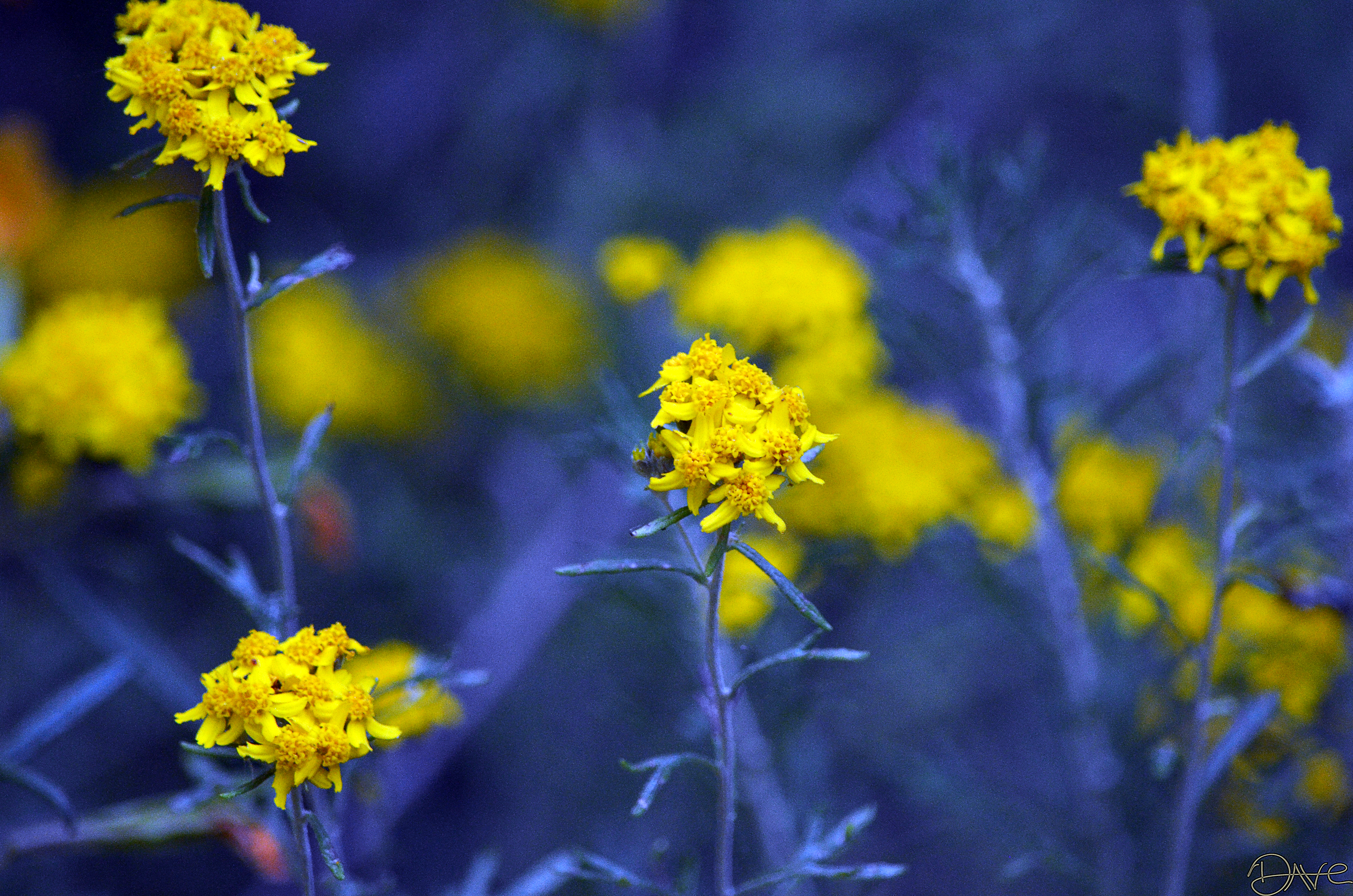 Yellow Flowers up the road.jpg