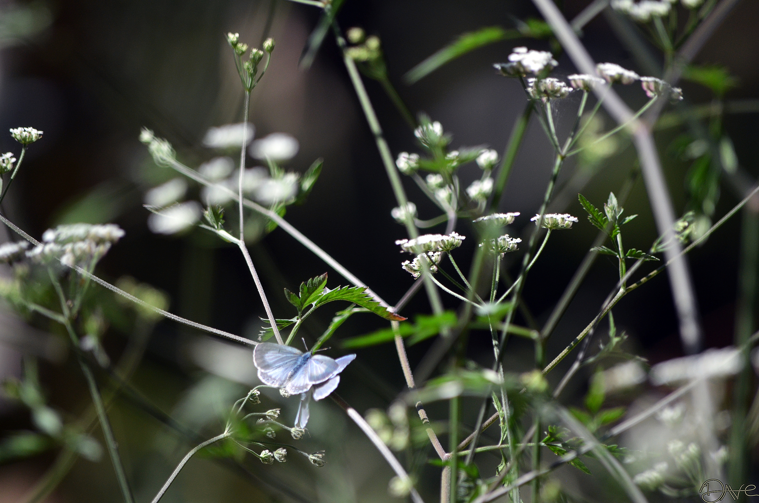 Butterflies 04-Jun-2013.jpg