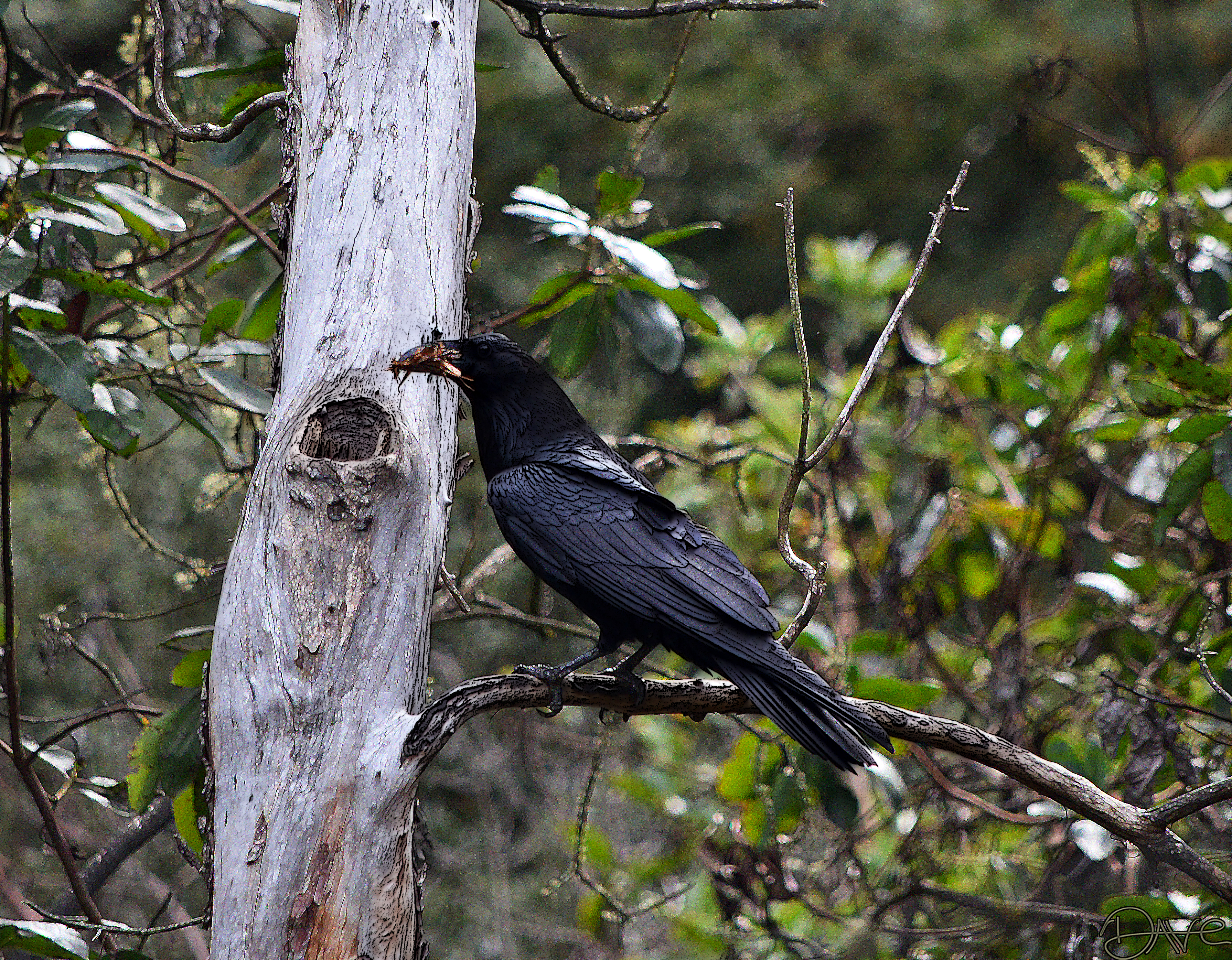 Raven Nest Materials PS1.jpg