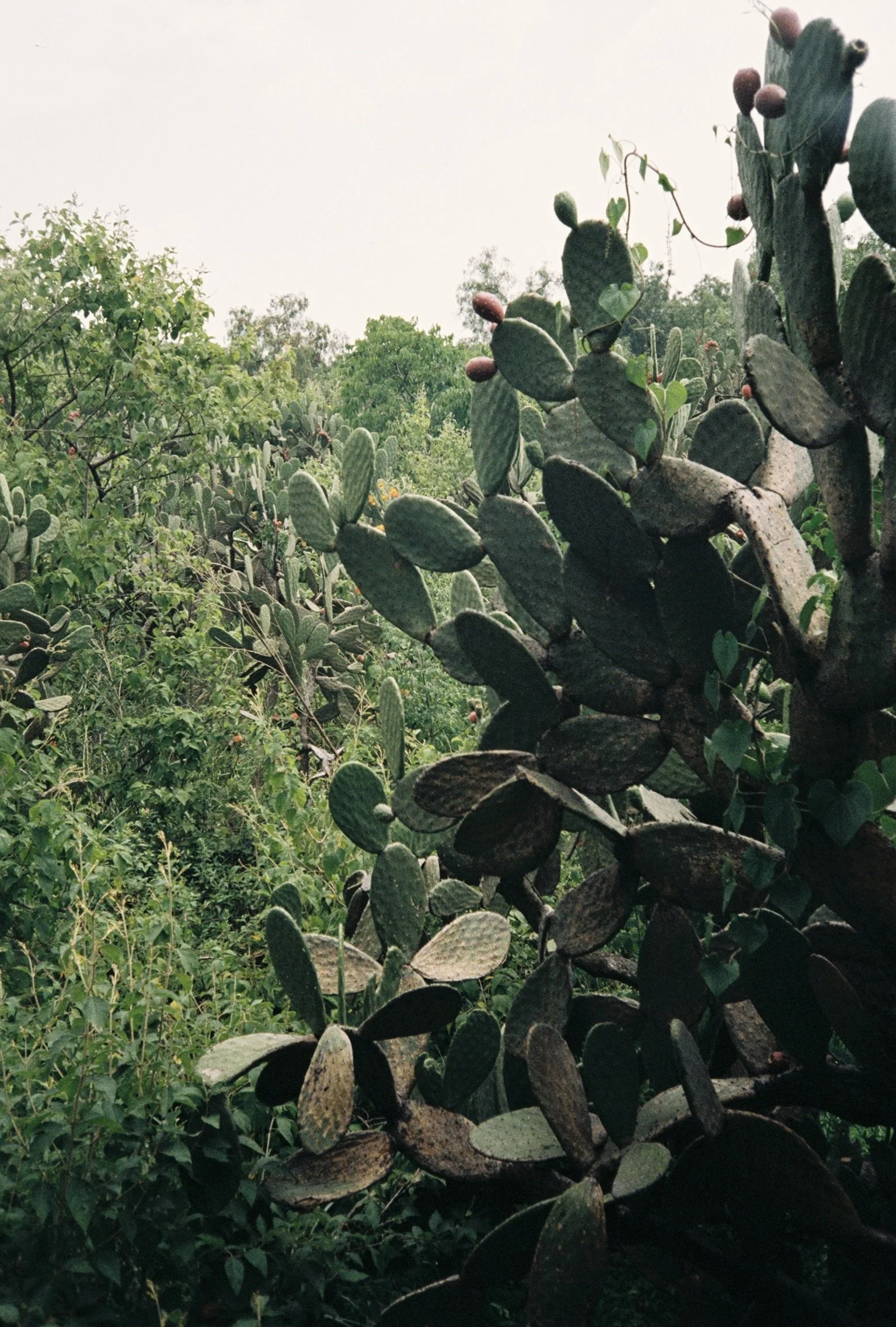 TESS953033418-R1-100.jpeg