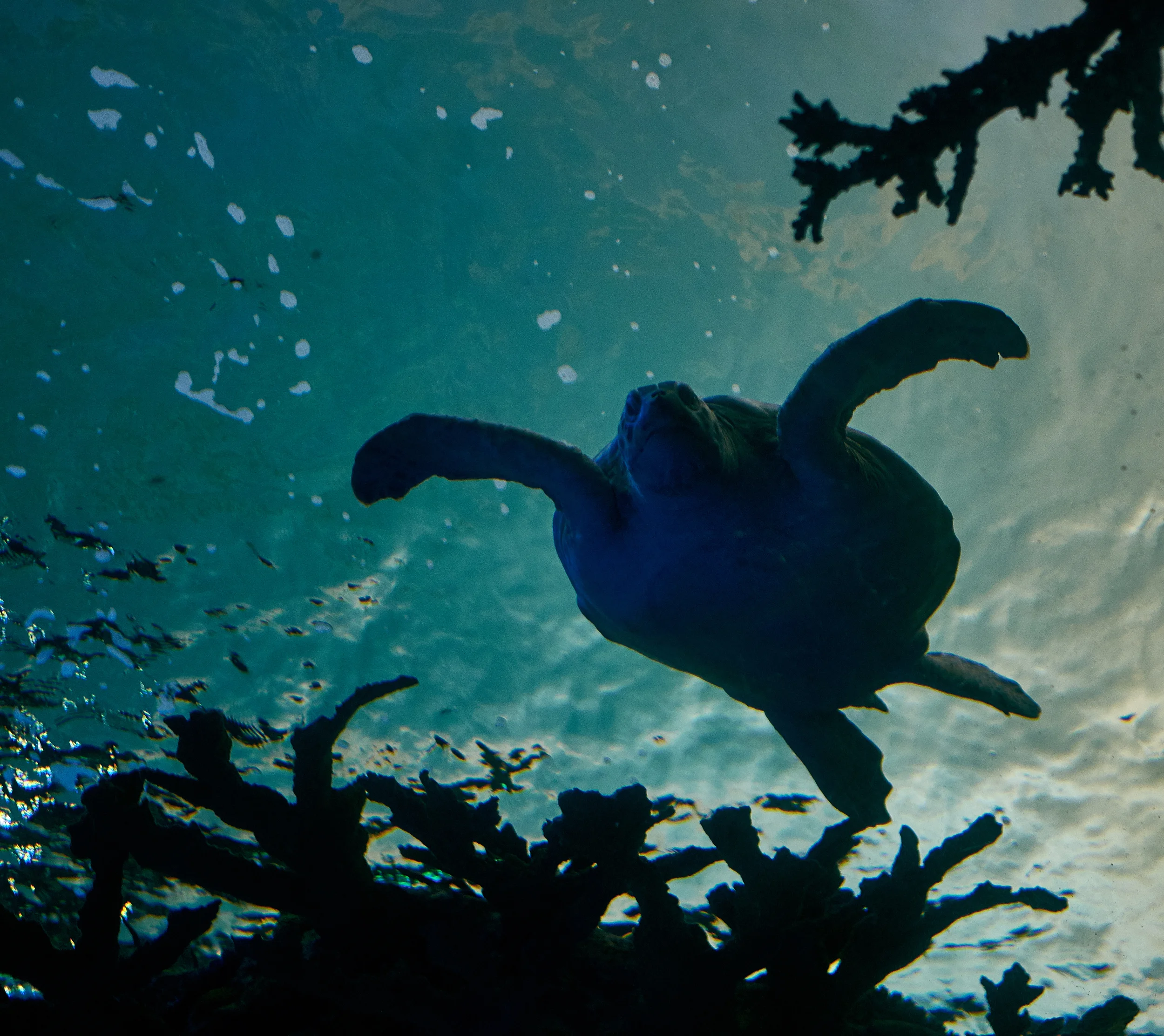 Ripley Turtle Spotted  (Nov 2015).jpg