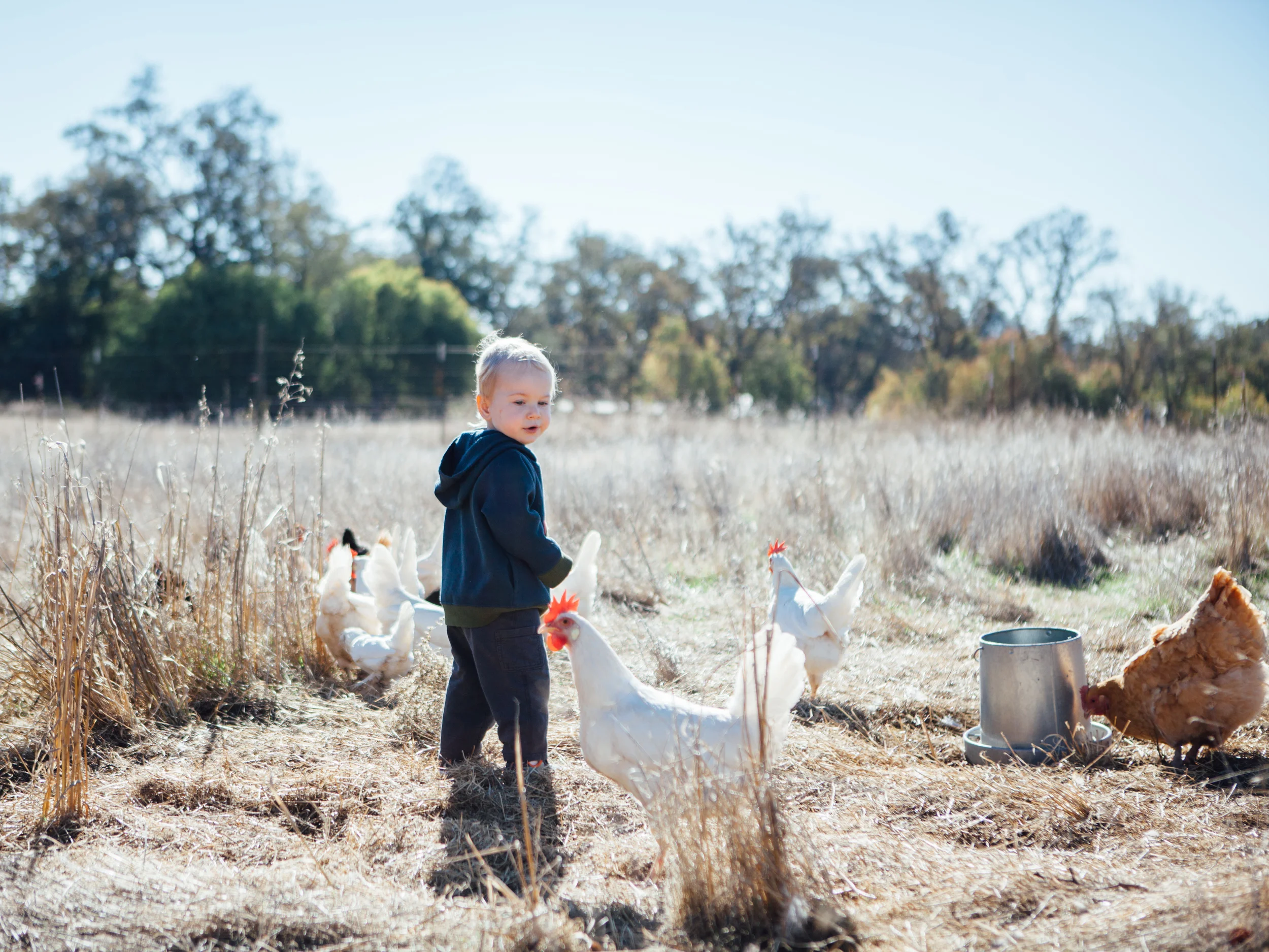 Pergamit Farm, November 2015