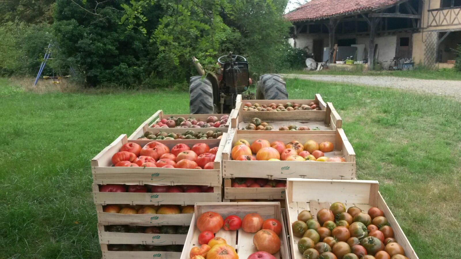 Tomatoes, tractor, crates with LMDC logo.jpg