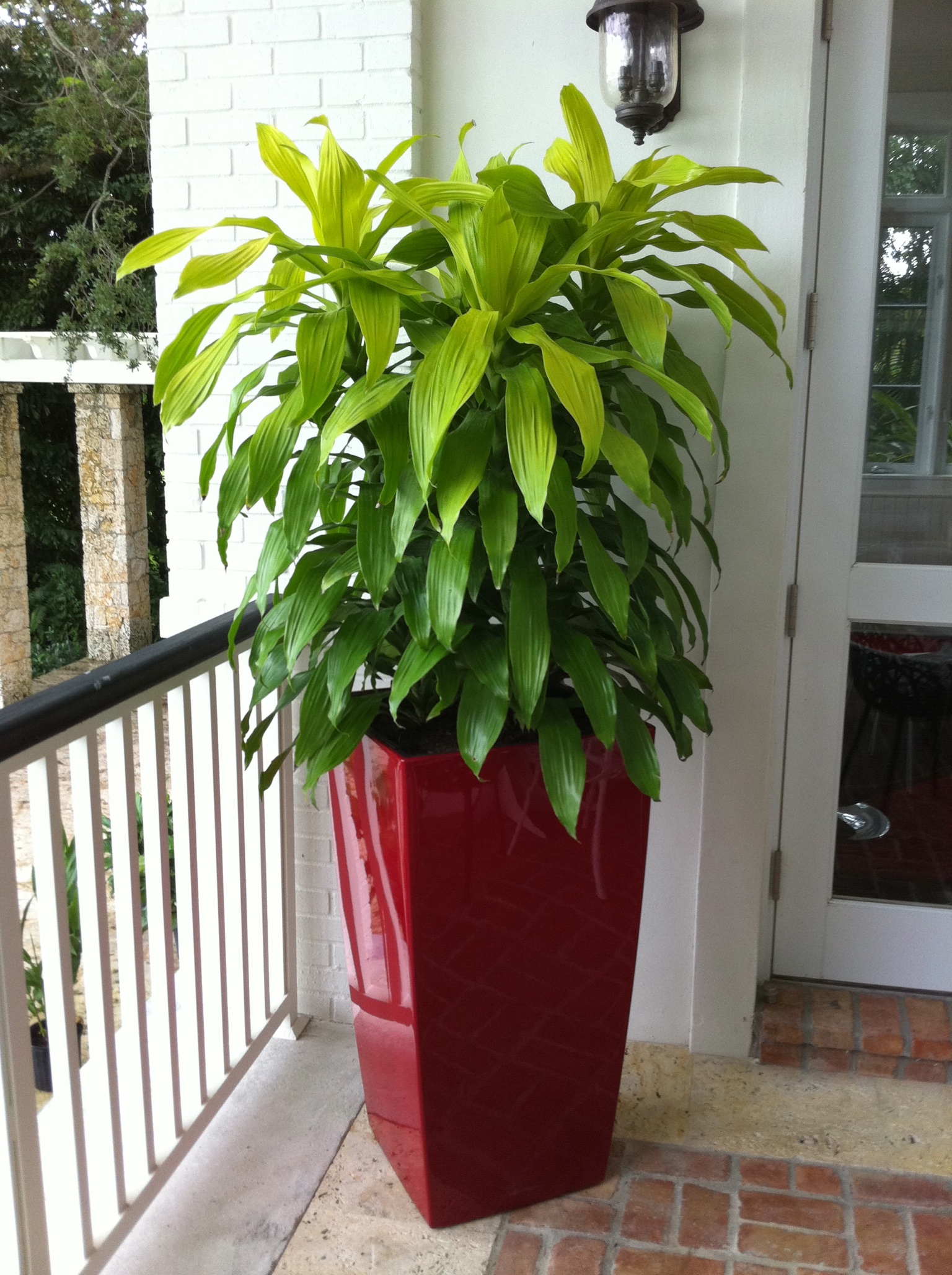 Plant.jpg