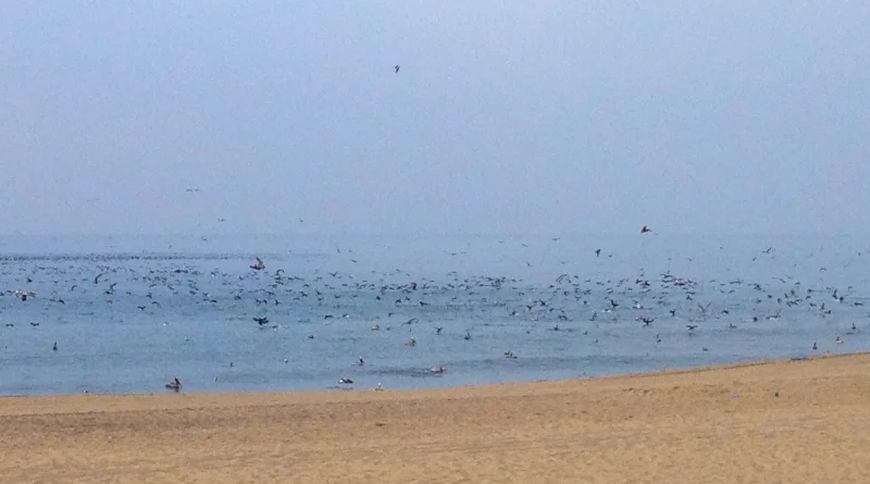 View from the bench, don't think I got the dolphin near the shore. Wild living. 