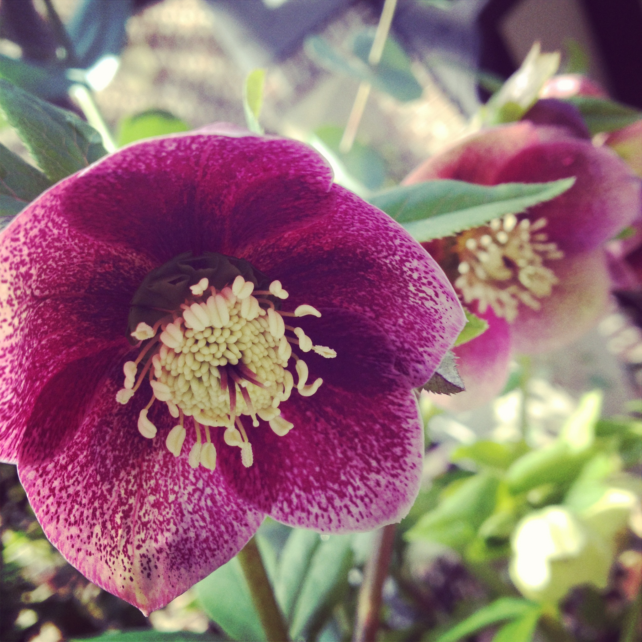 and who knows what will be blooming this time next year?