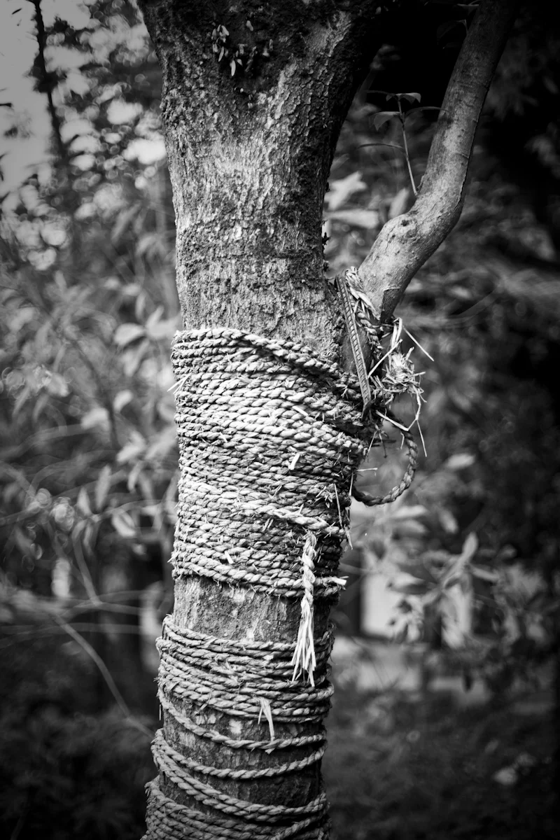 _MG_2381 copy.jpg