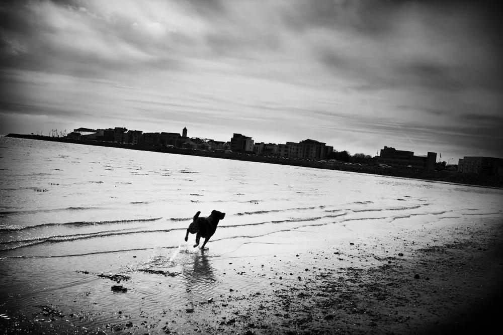 11_DOG_RUNNING.jpg